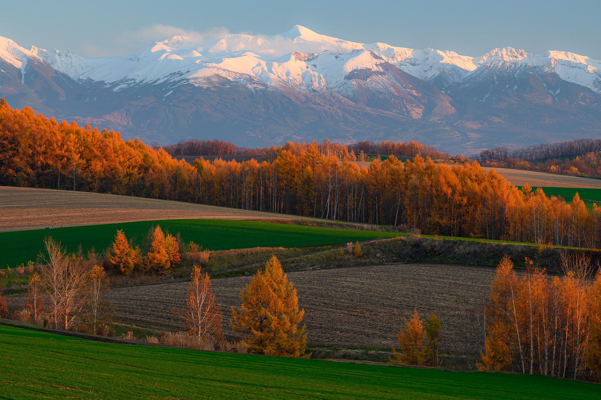 A view of Mt. Tokachi peeping over Biei's rolling hills. The larch trees are displaying their autumn colours, a bright golden orange. The peak of Mt. Tokachi is topped with snow. A plume of smoke drifts left out of the mountain's volcanic crater.
