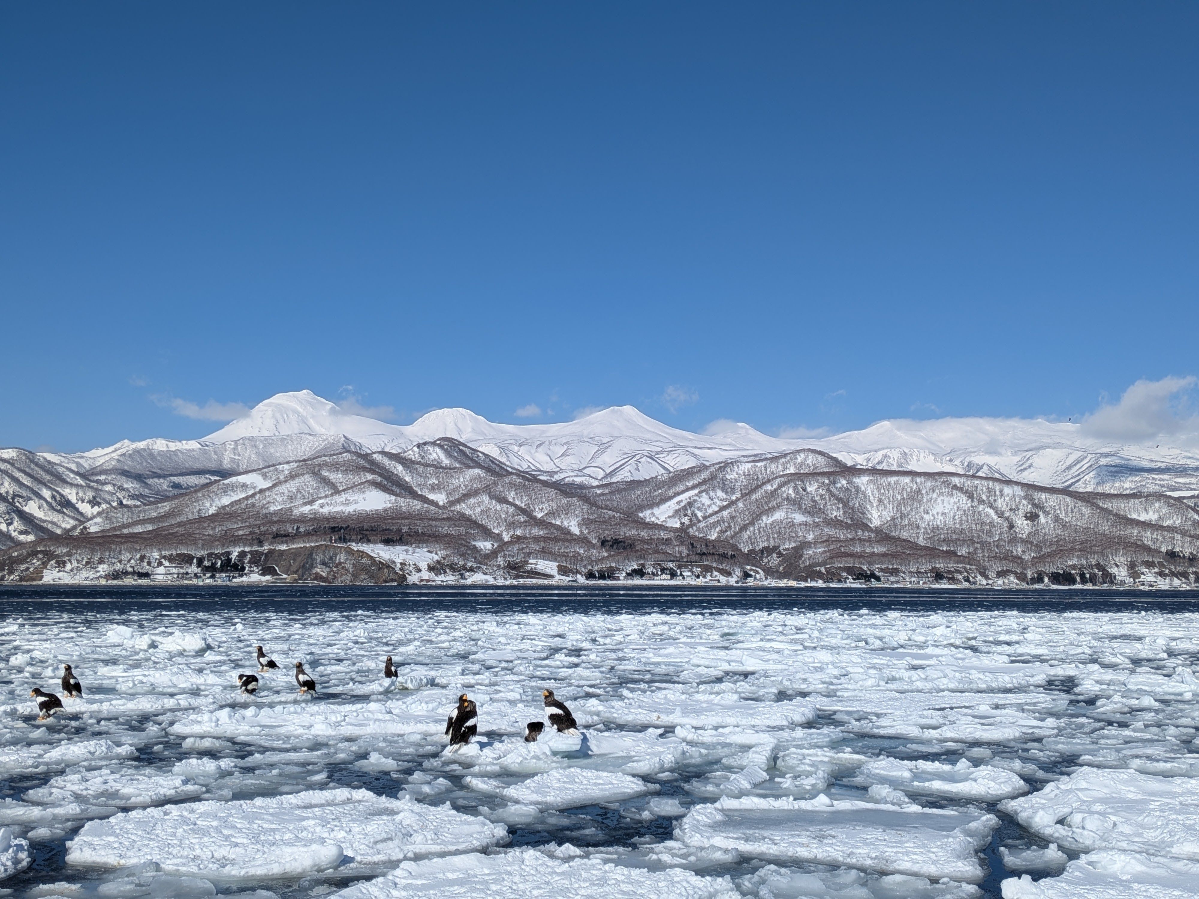 A group of Steller's sea eagles dotted about ice floes off the coast of Rausu. It's a sunny day and the mountains of the Shiretoko Peninsula are clearly visible on the horizon.