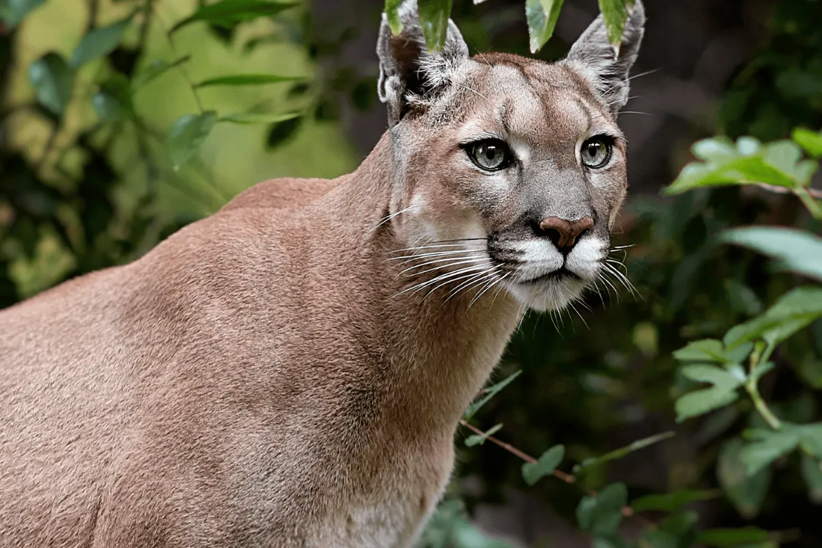 Puma