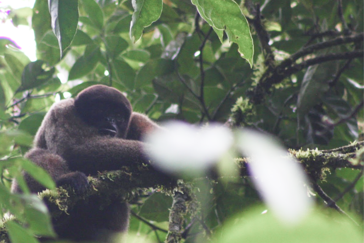 Woolly monkey