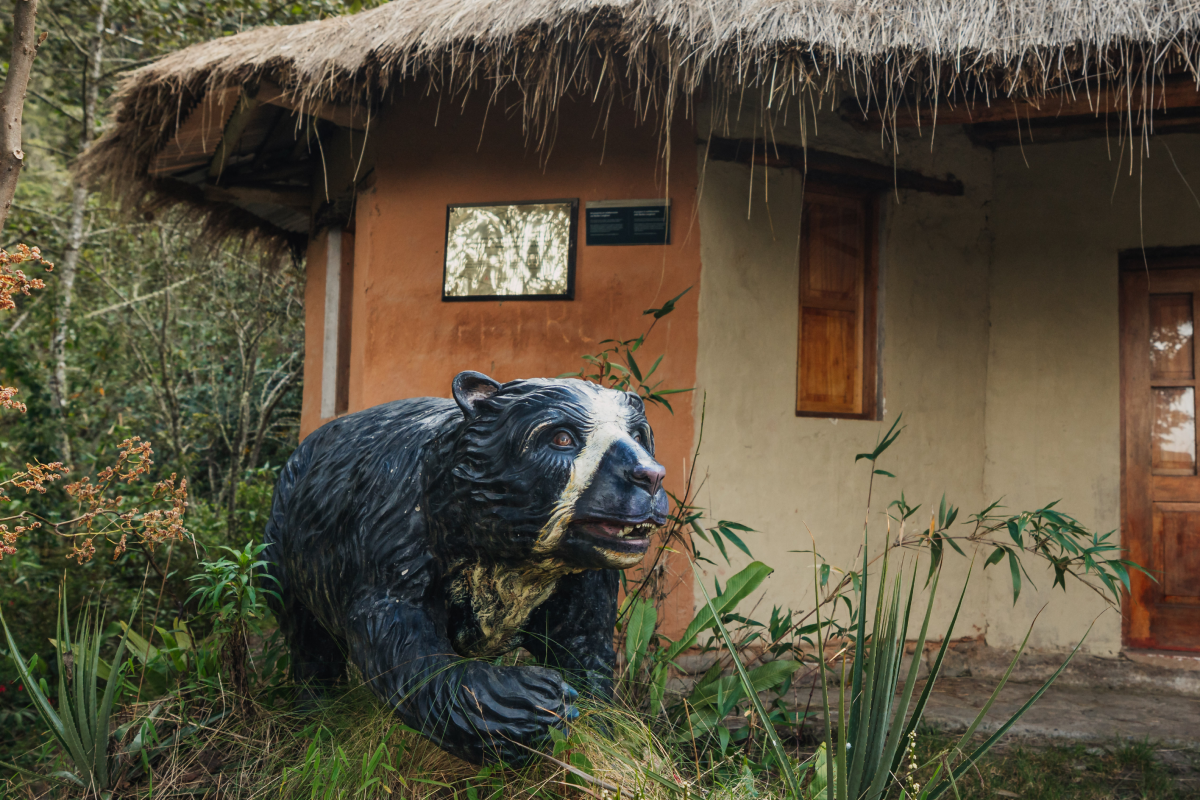 Andean Bear