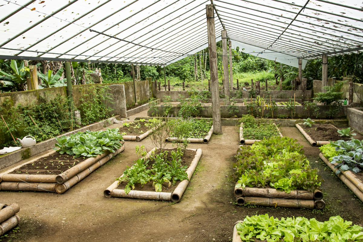 Sustainable agroforestry