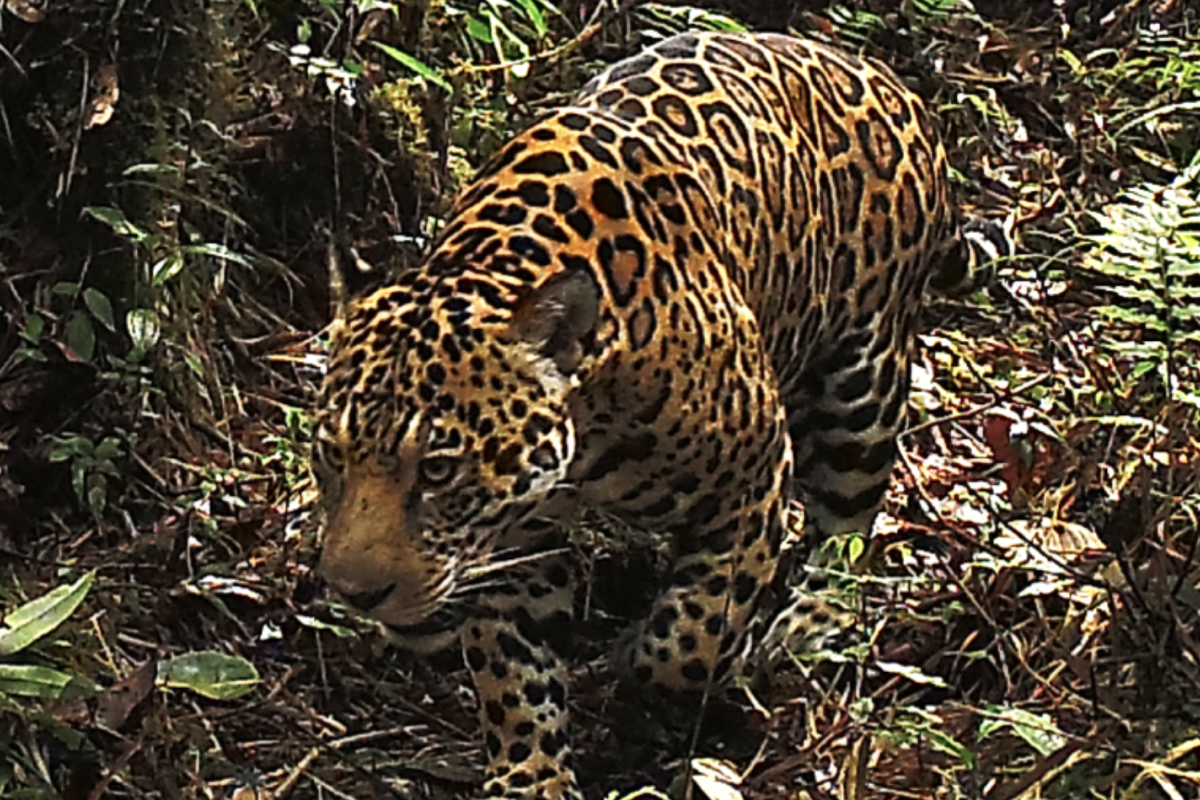 Jaguar