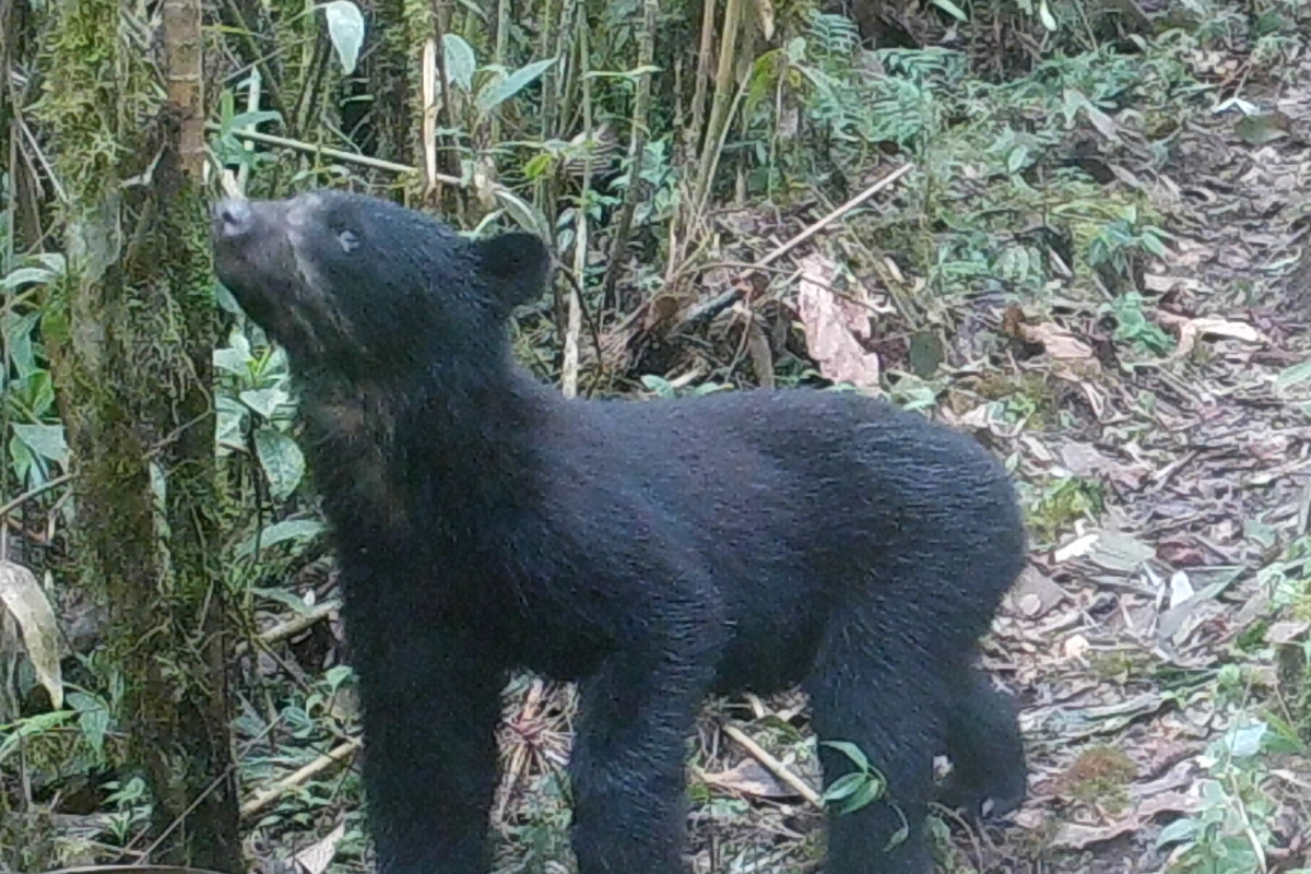 Spectacled bear
