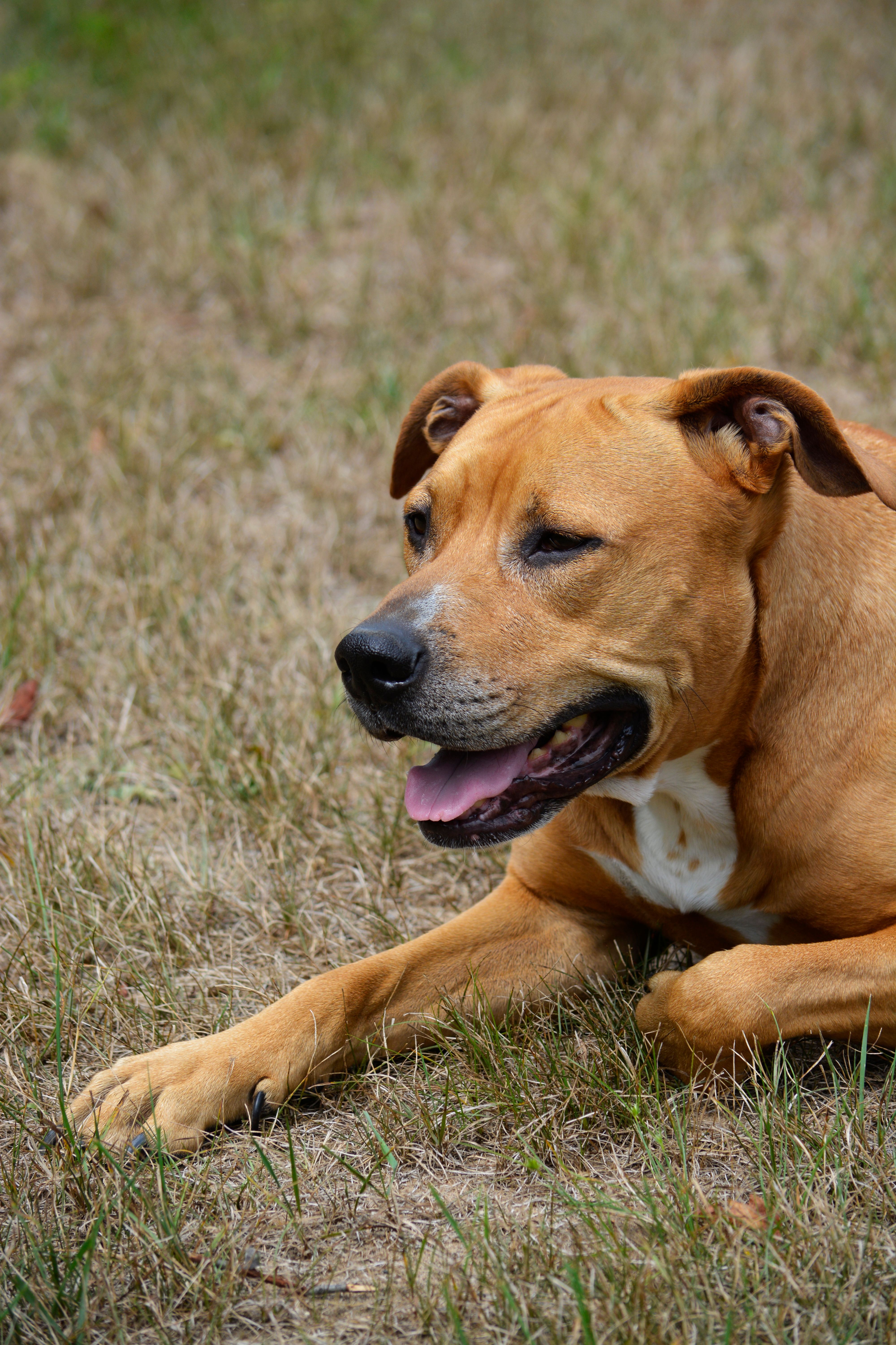 Tan dog lying in dry grass with mouth open, soft shallow-focus portrait