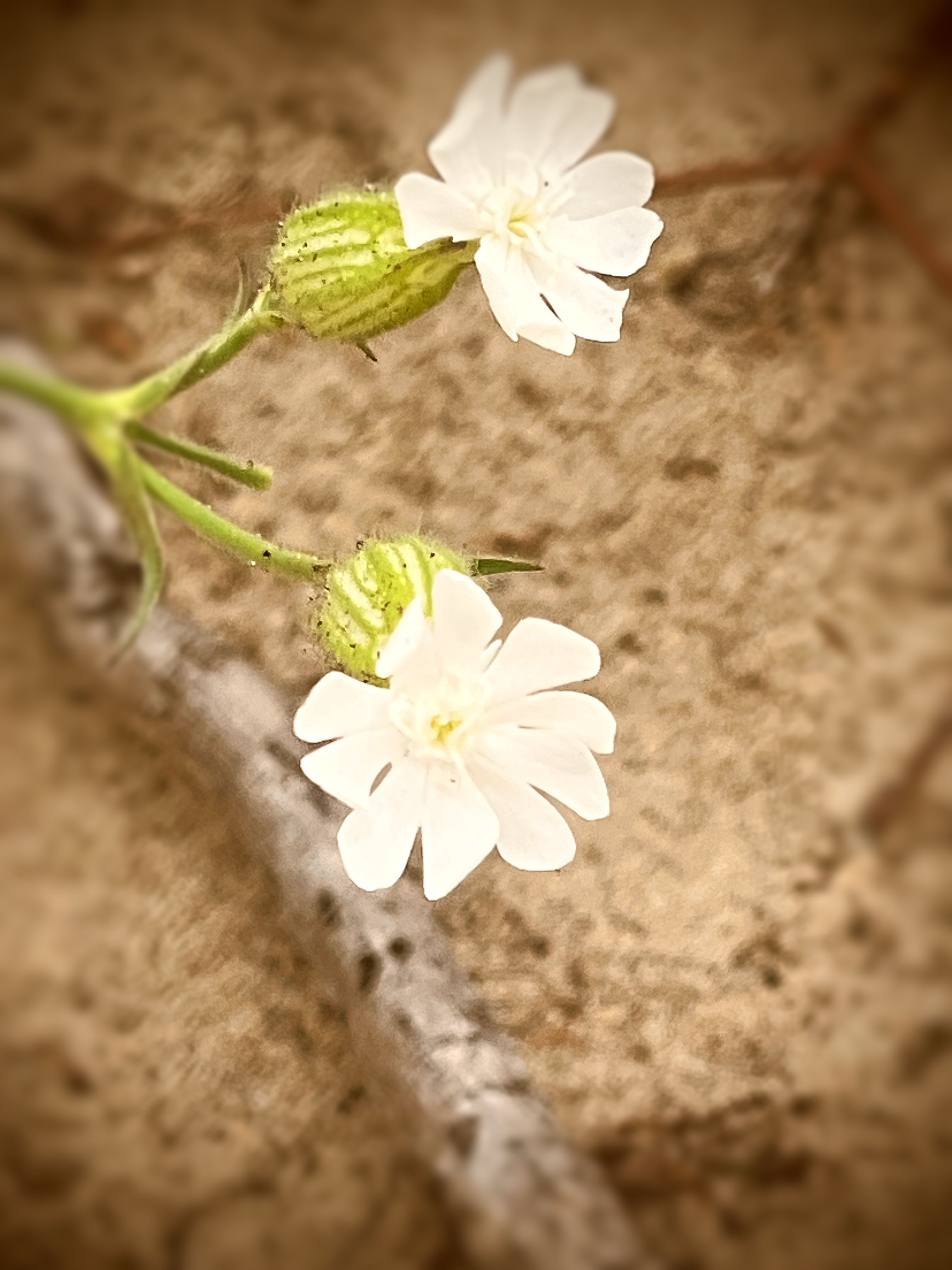Tiny Flowers