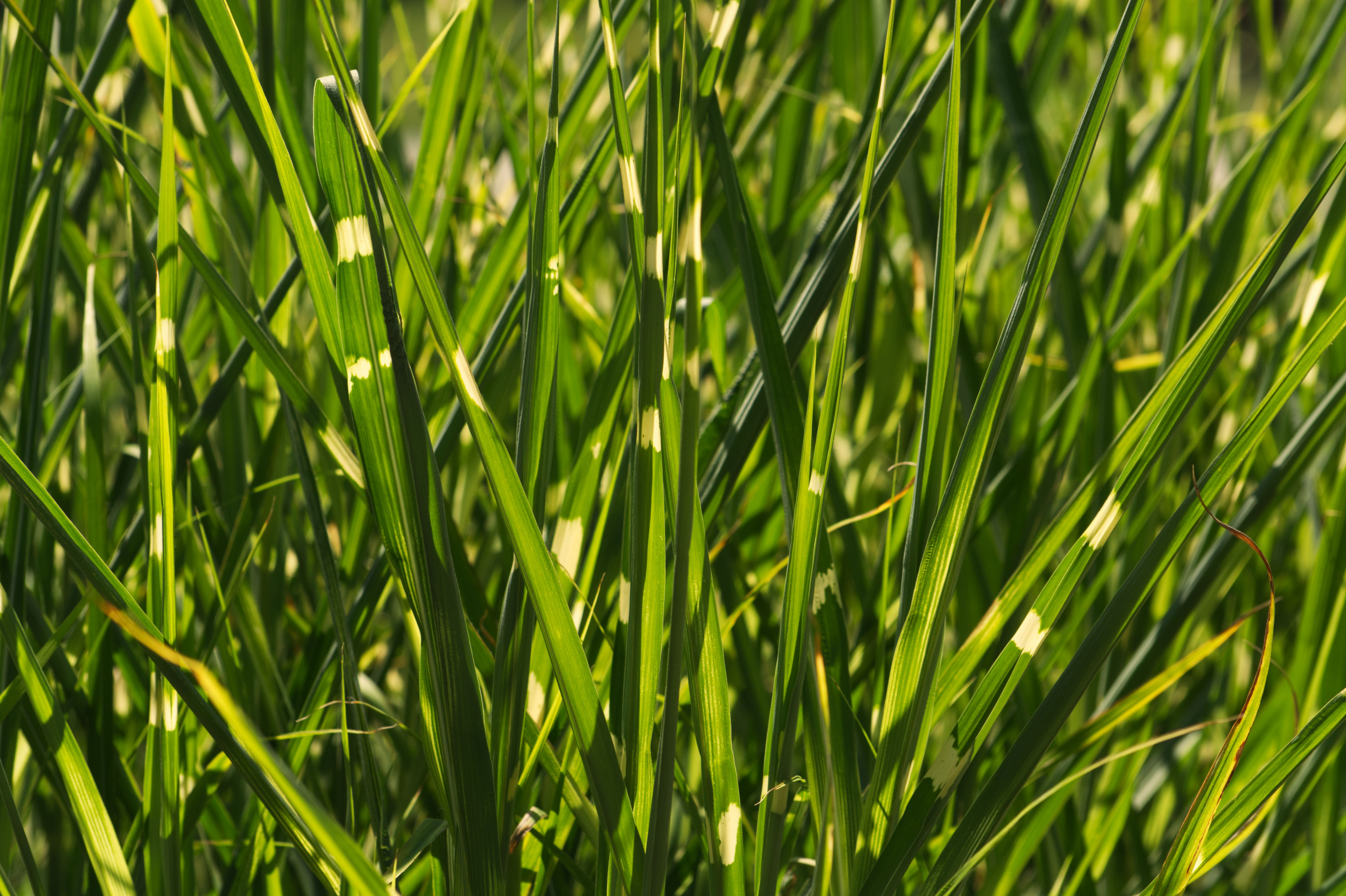 Backlit blades of variegated green and cream ornamental grass
