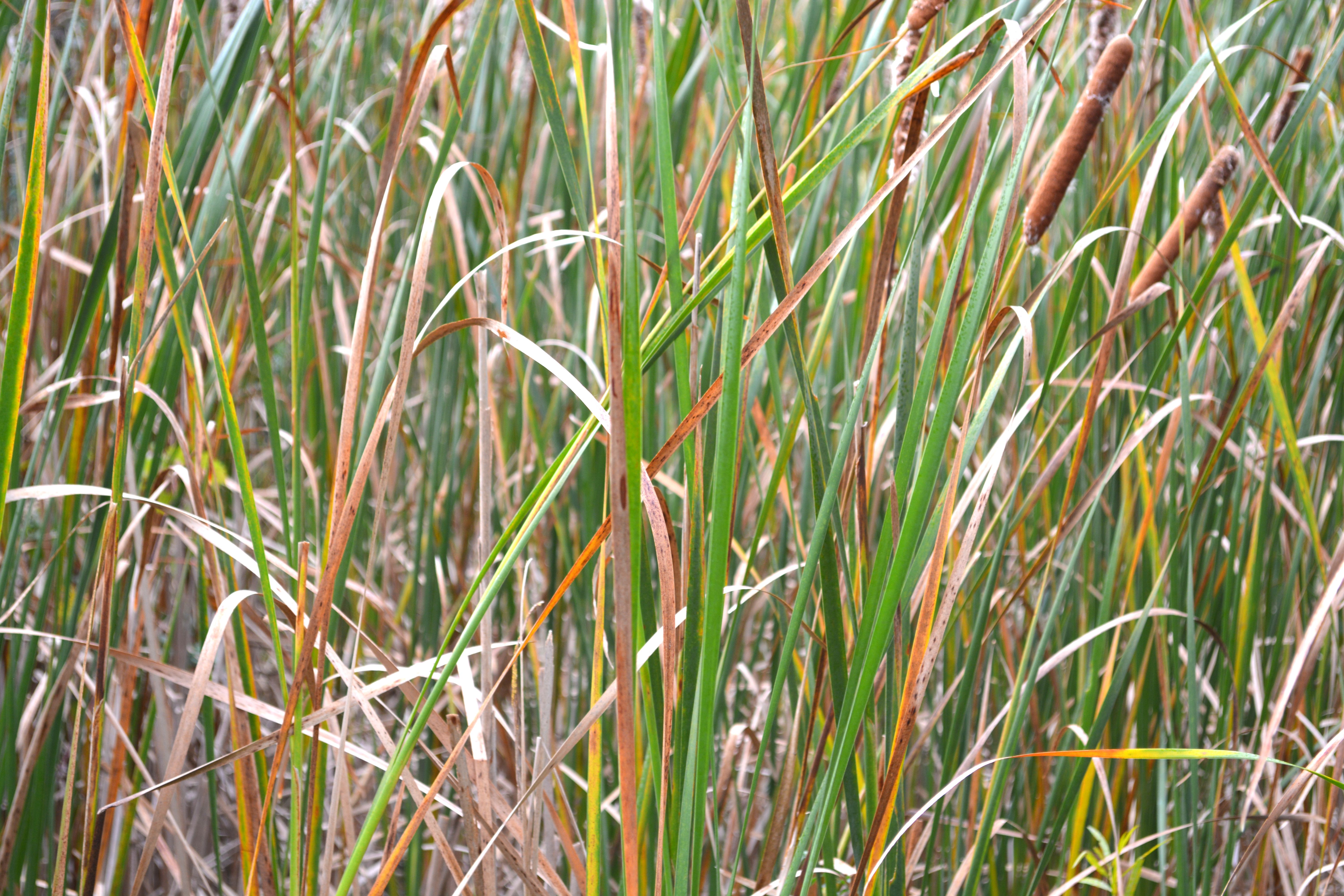 Dense green and golden-brown cattails and reed grass fill the frame in dappled light