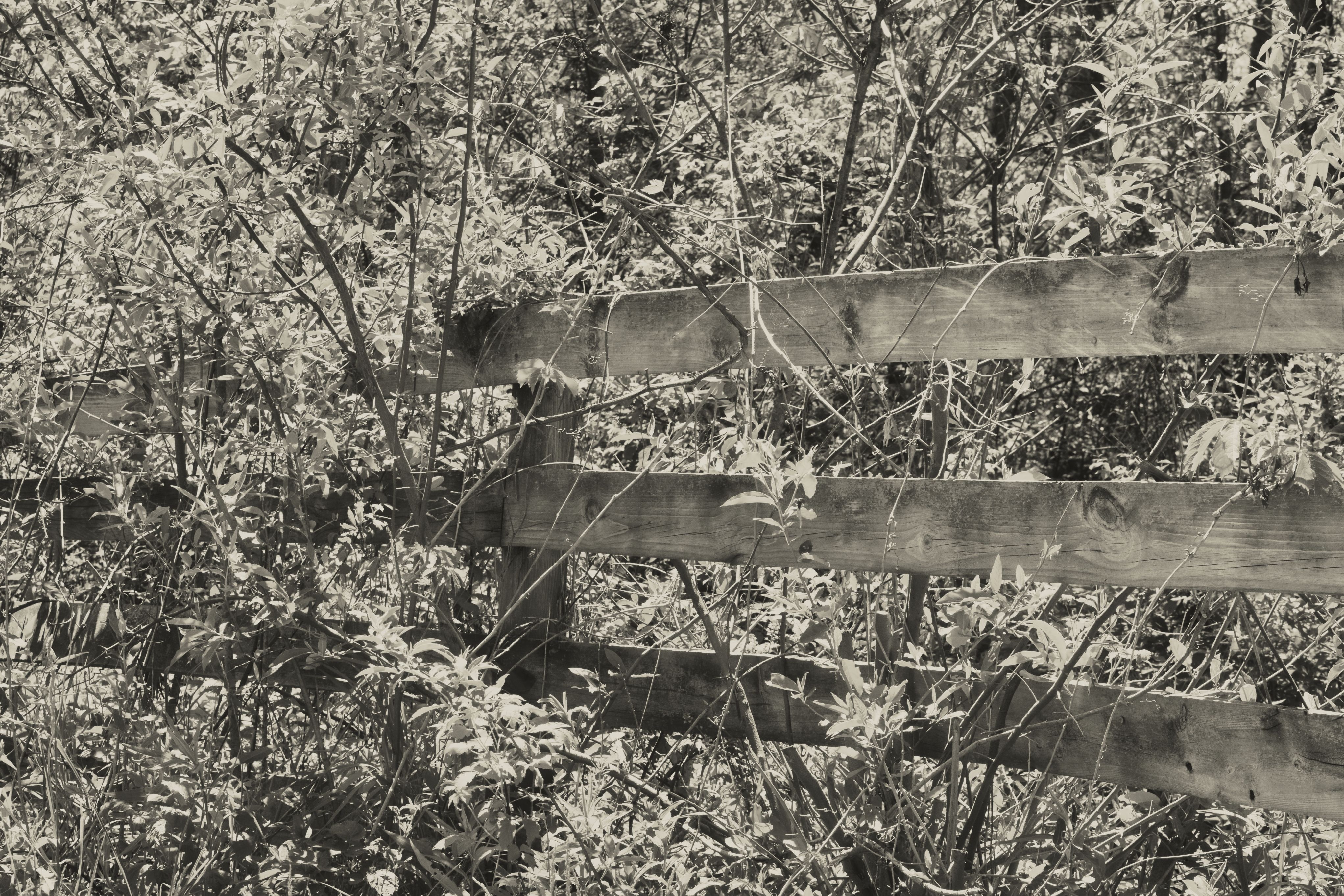 Black and white wooden rail fence nearly swallowed by overgrown brush and vines