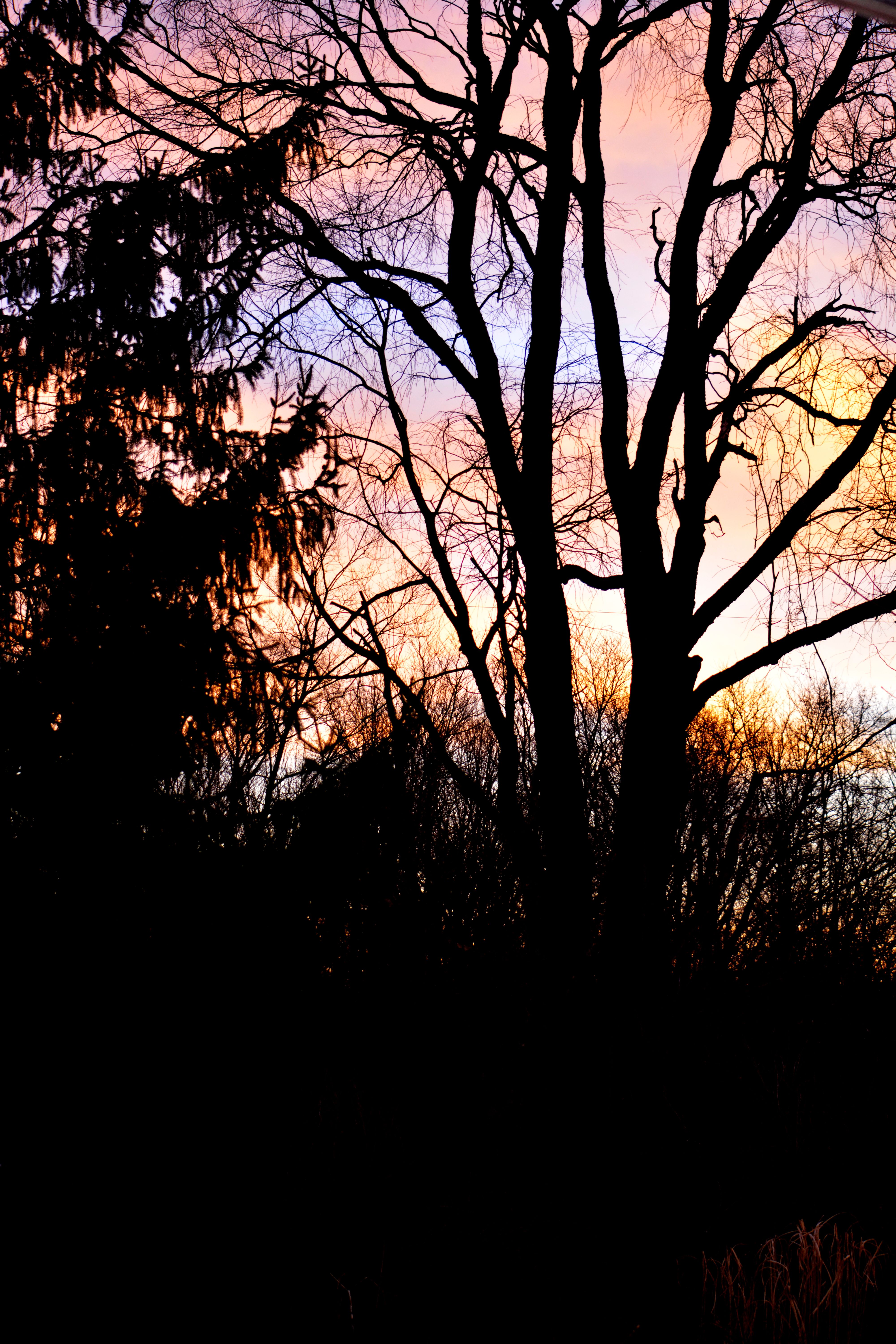 Bare tree silhouetted against a pastel pink, purple, and orange sunset sky