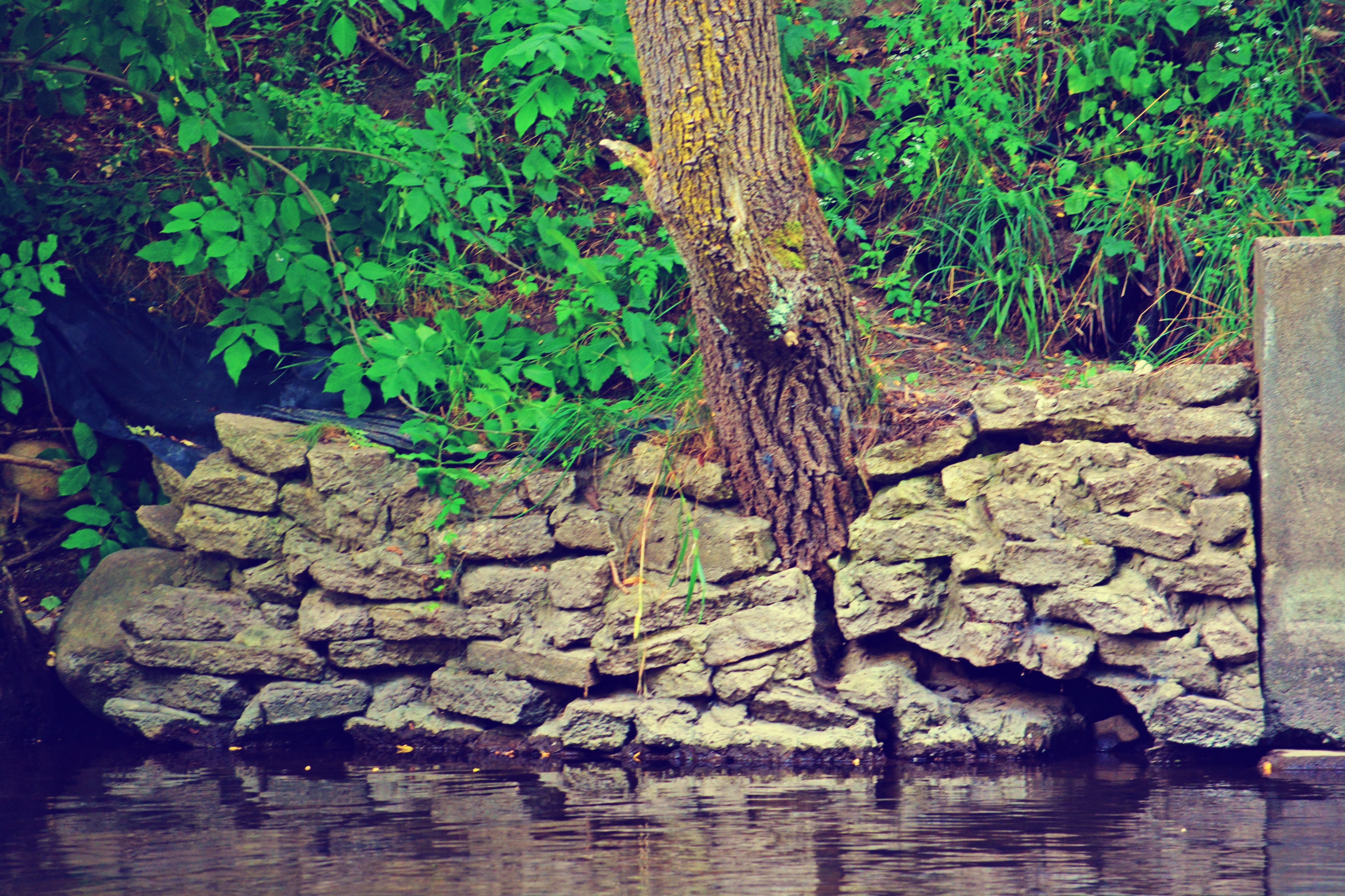 A tree trunk rises from a mossy stacked-stone riverbank wall, still water below