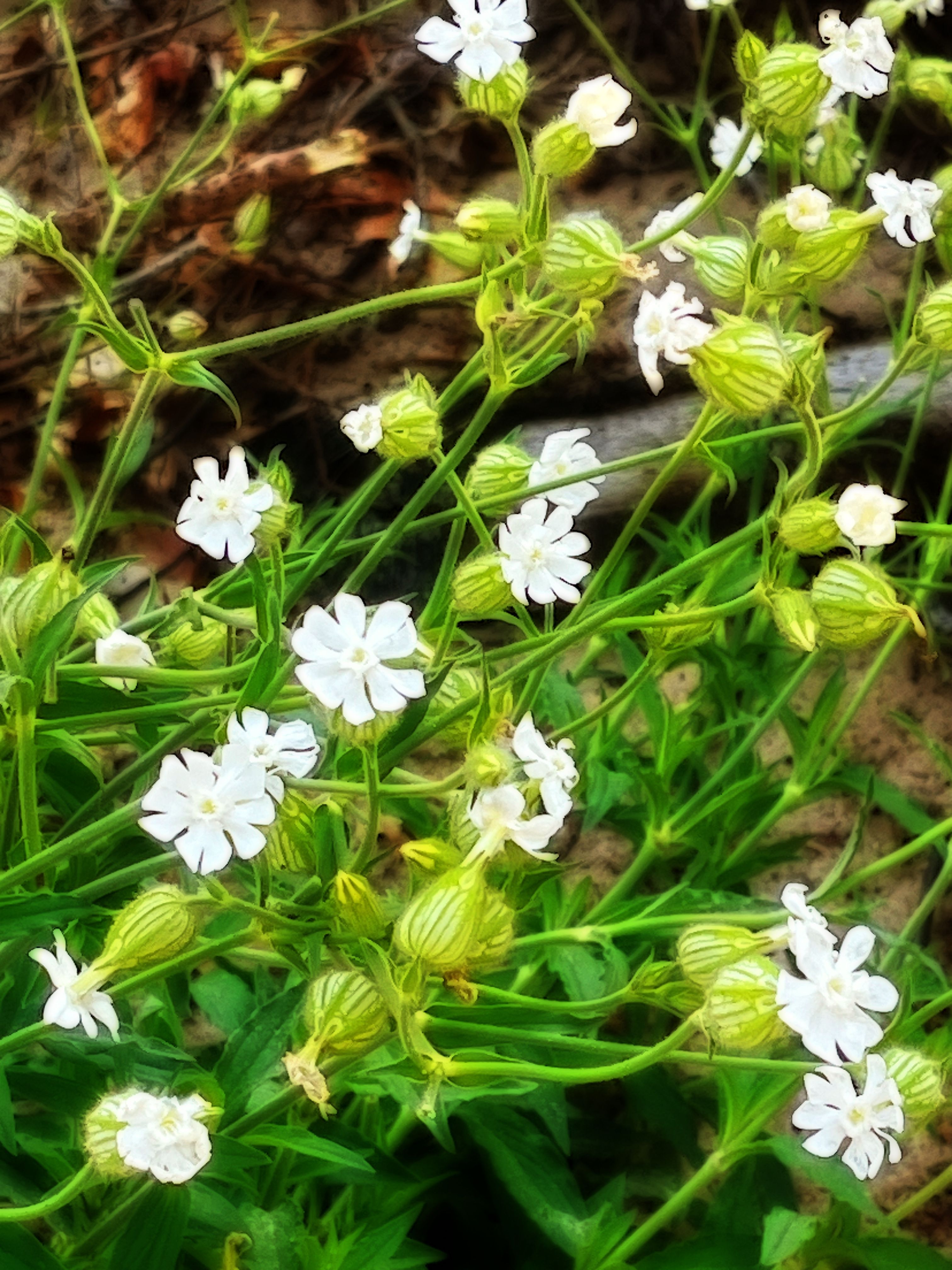 White campion blooms and striped green seed pods sprawling over sand and driftwood in soft light