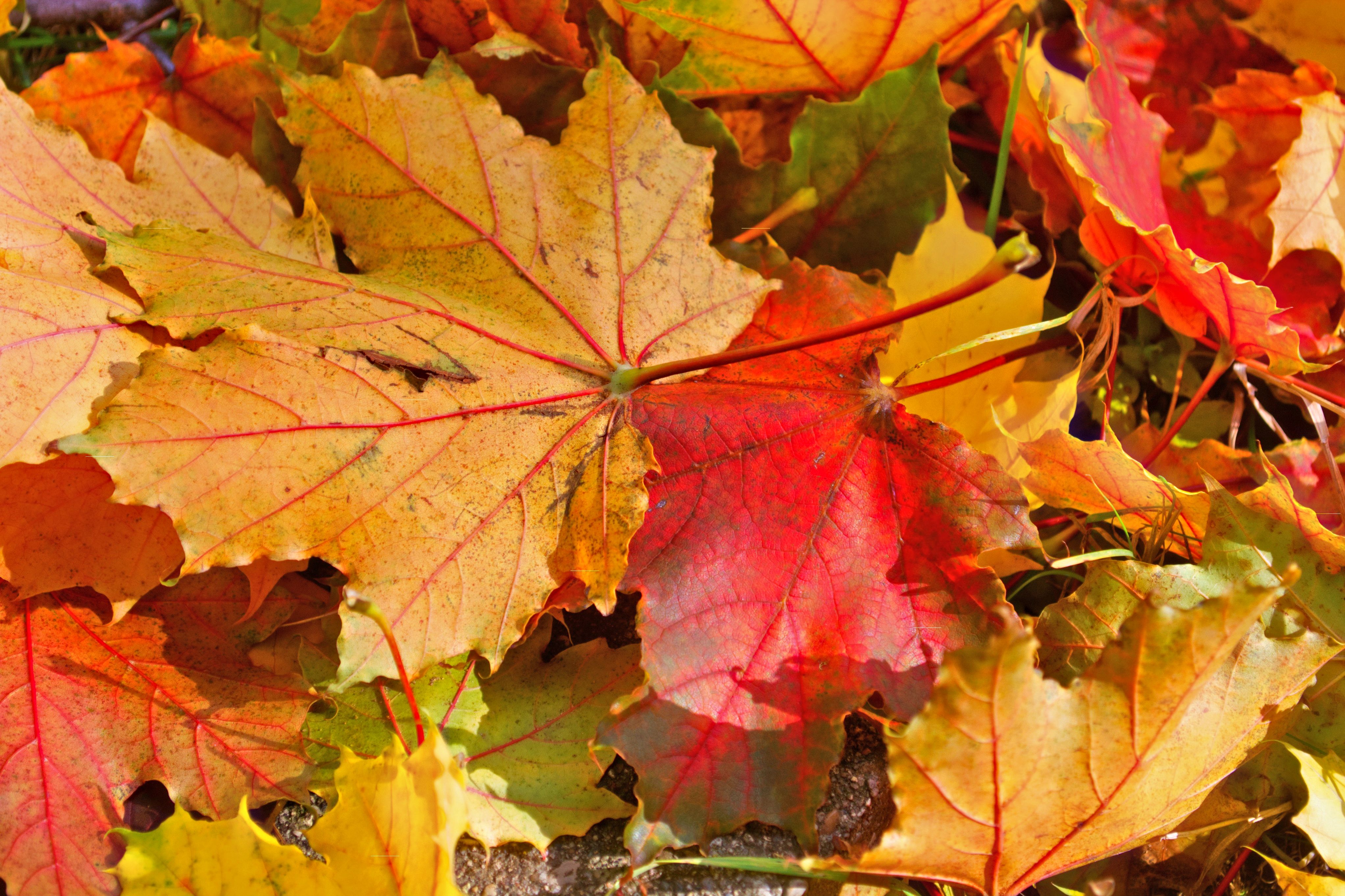 Maple leaves shift from gold to crimson, red veins glowing in sunlight