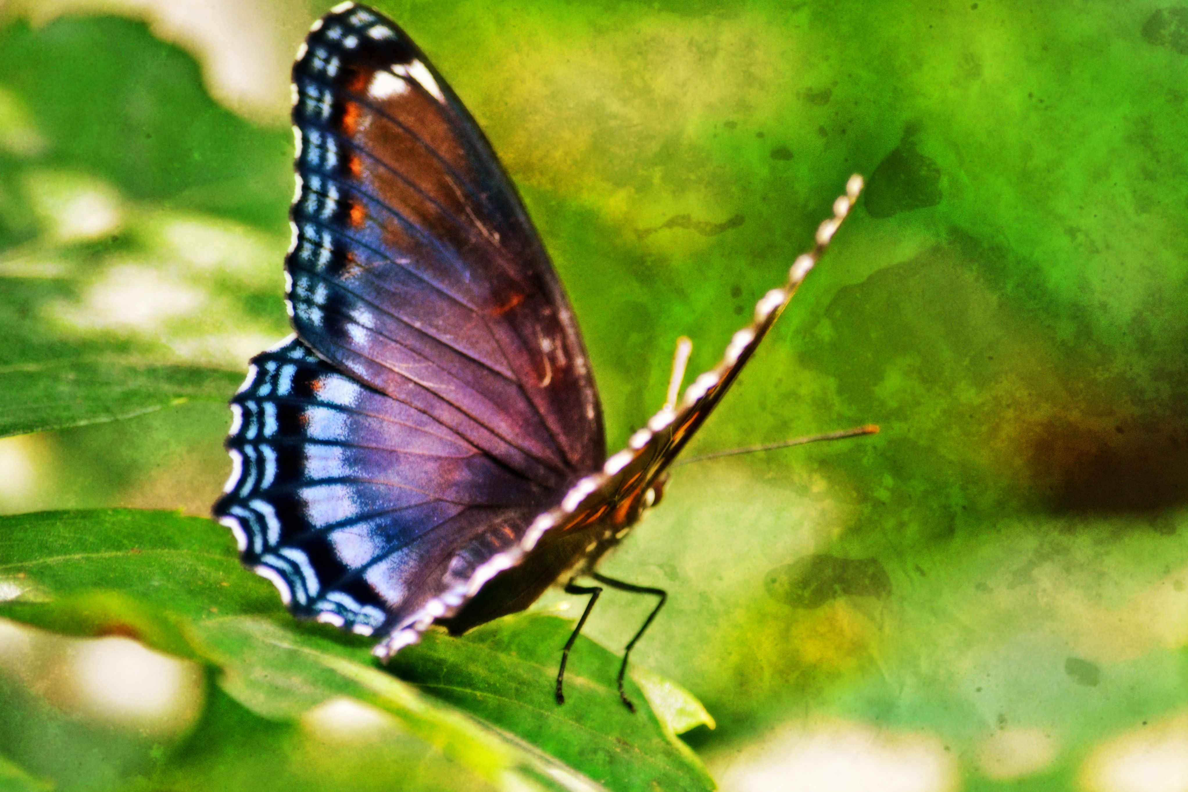 A red-spotted purple butterfly perches on a leaf, wings edged in white and blue