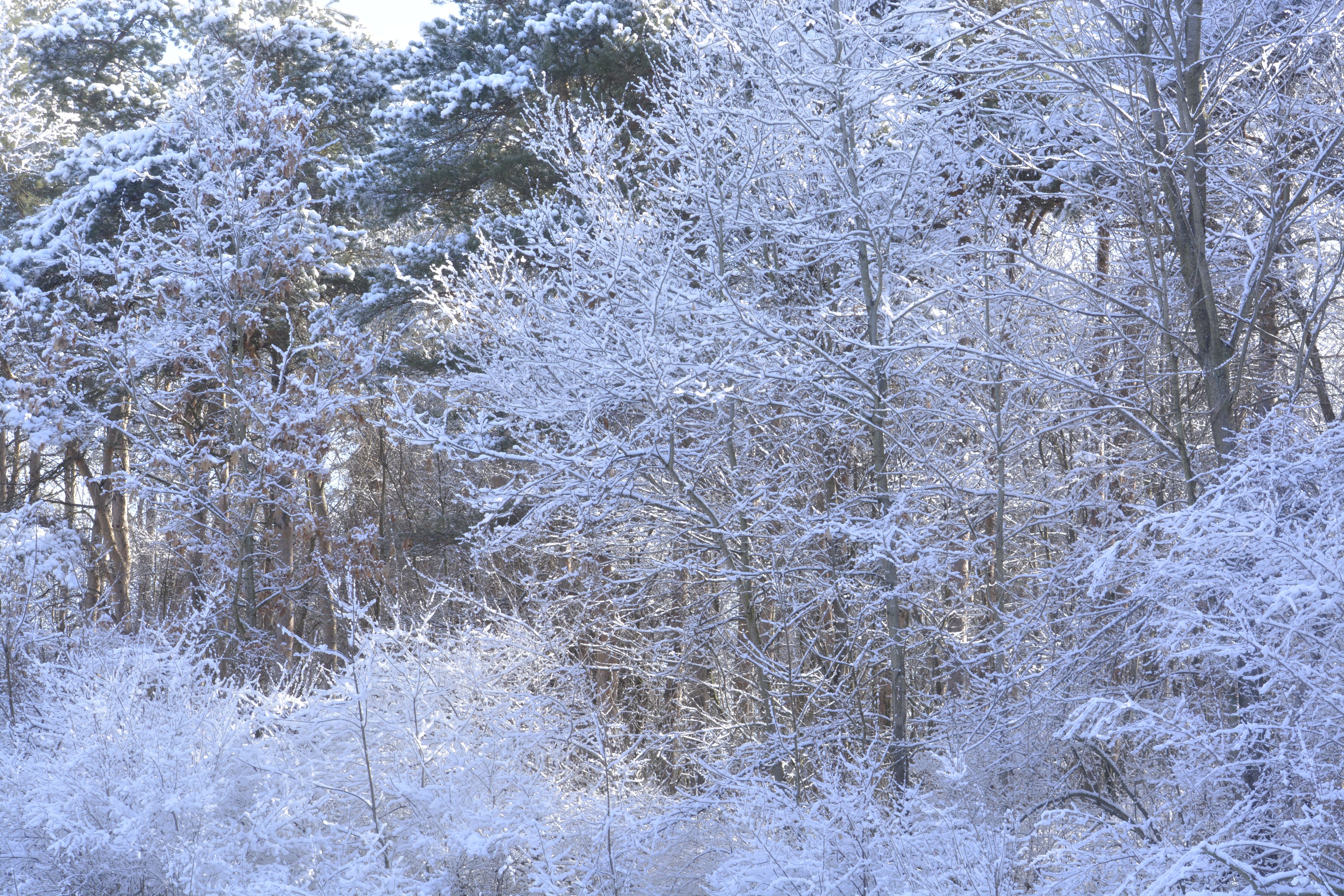 Snow-blanketed trees and bare branches in a quiet winter forest