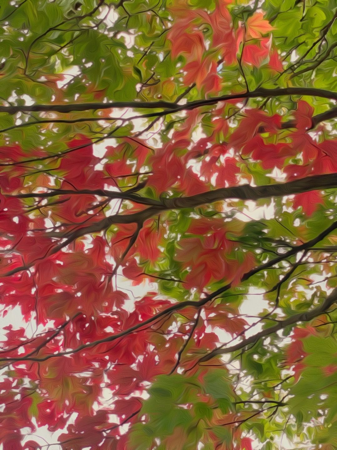 Painterly red and green maple canopy, branches crossing against bright sky
