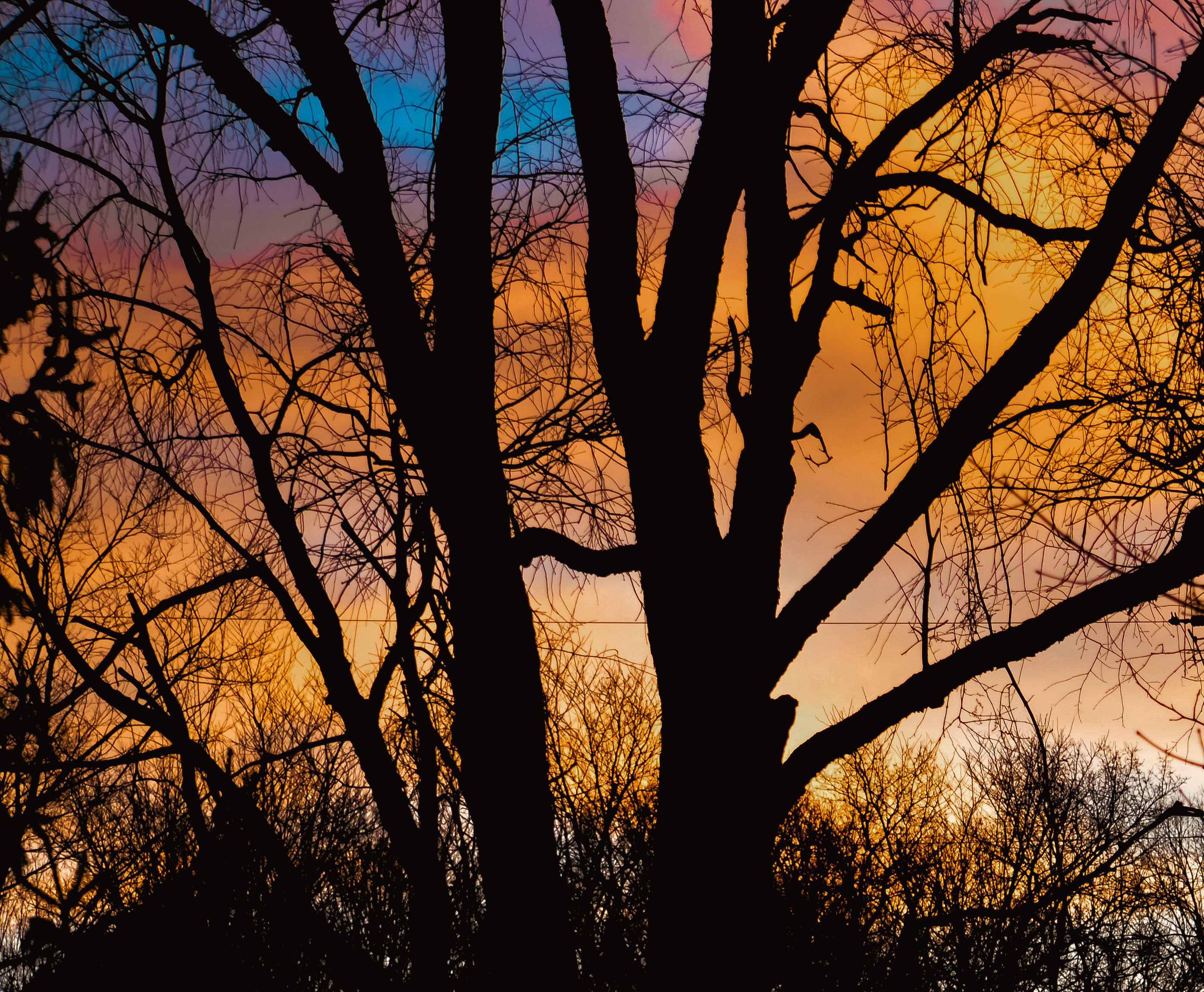 Bare tree silhouette branching against a vivid orange, purple, and blue sunset sky