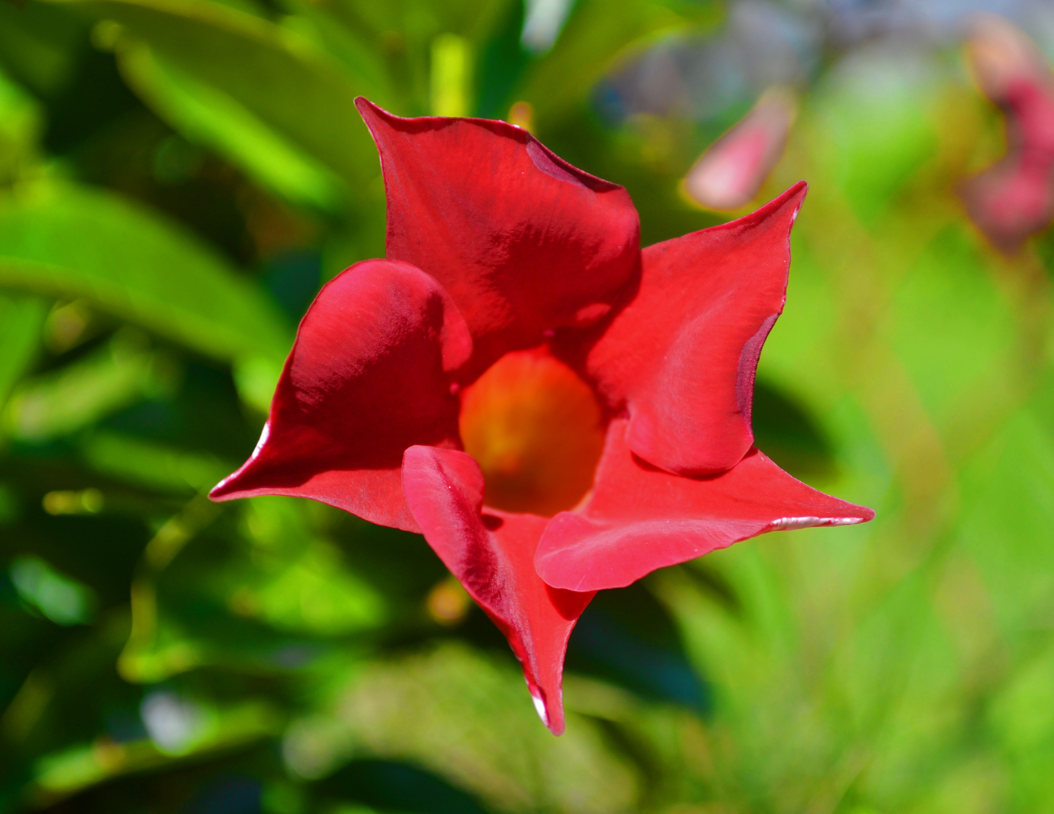 Vivid red star-shaped flower in bright sunlight against a blurred green garden background