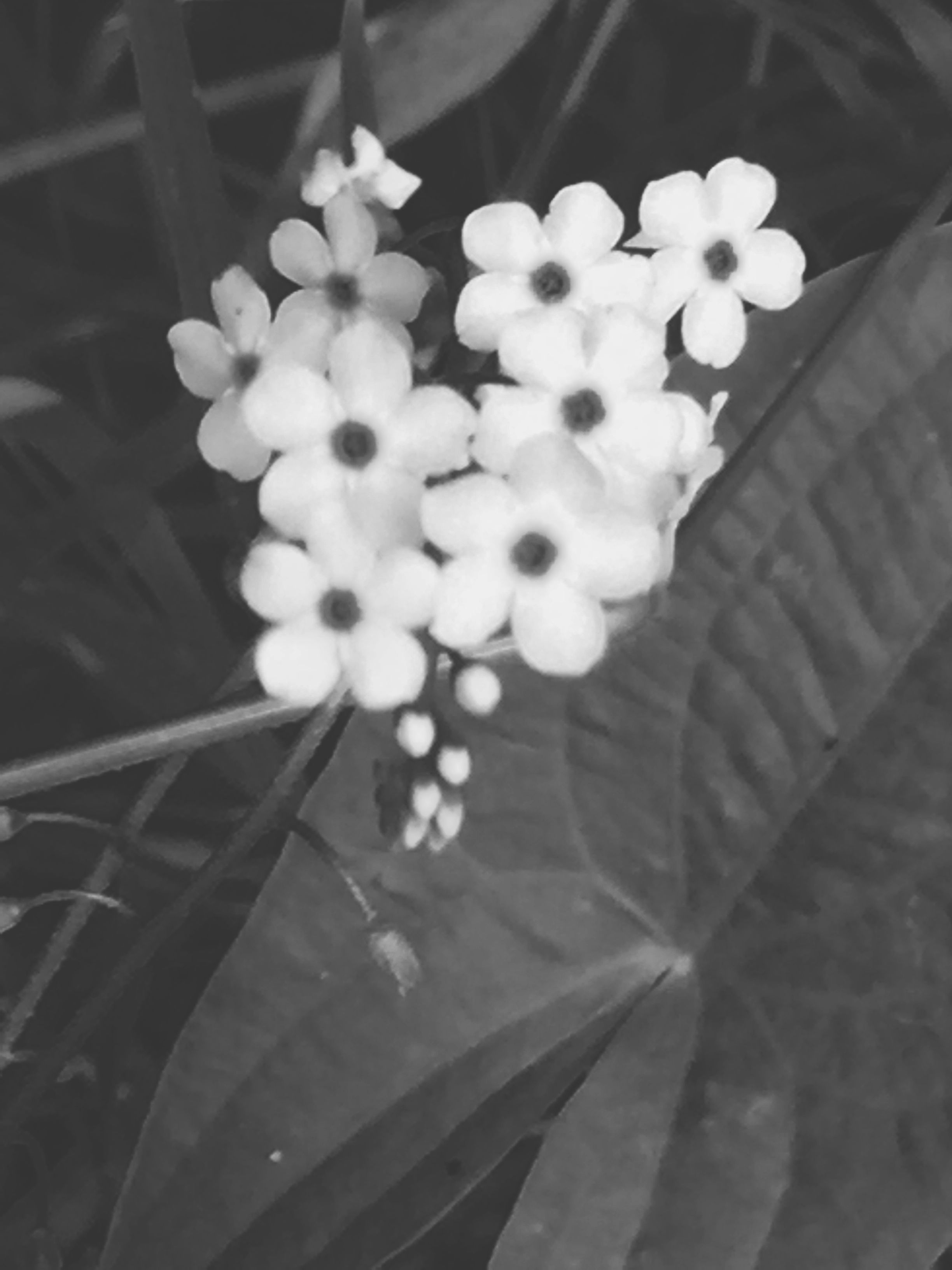 Black and white cluster of small star-shaped flowers with dark centers on a leafy vine
