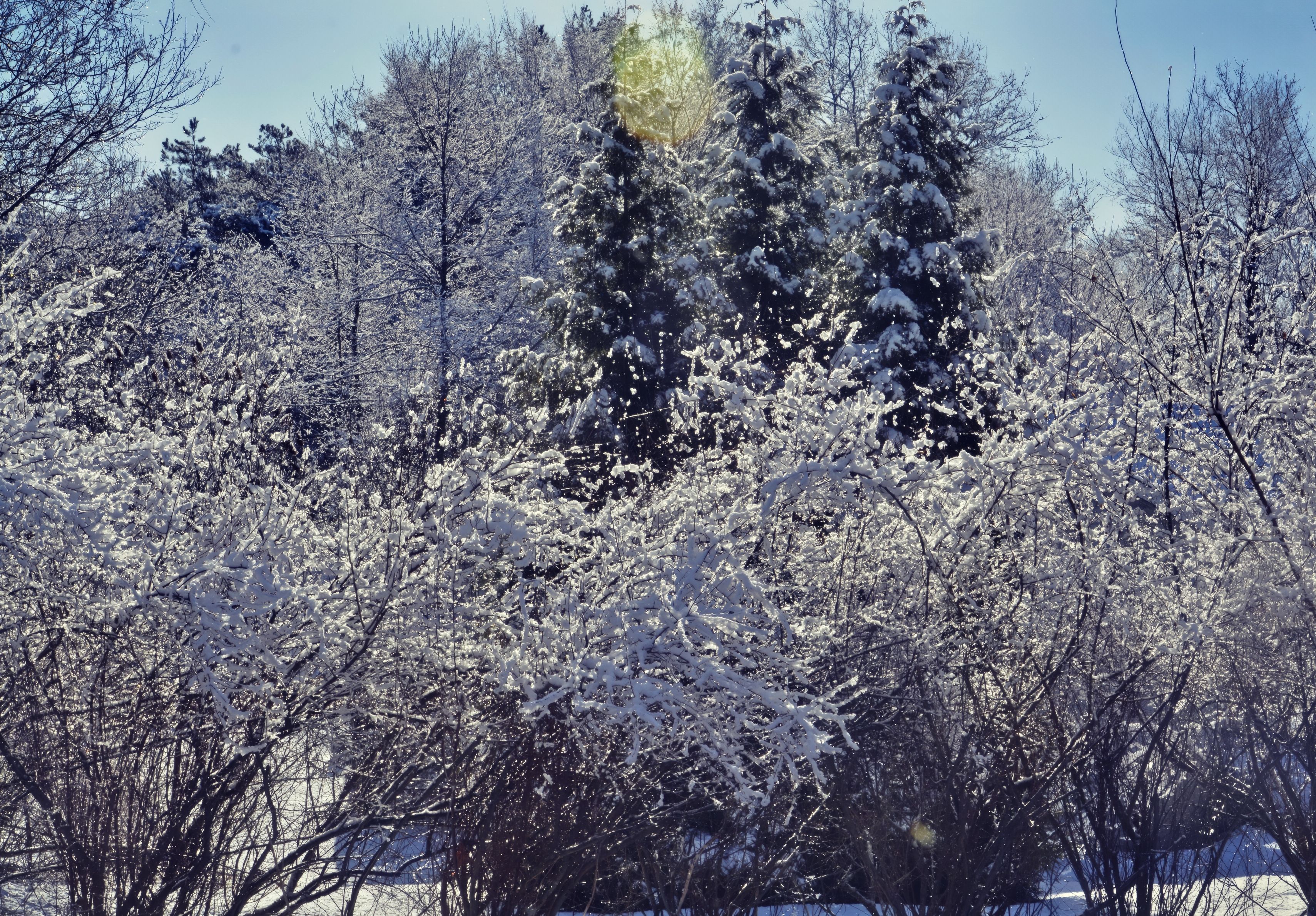 A Snowy Day