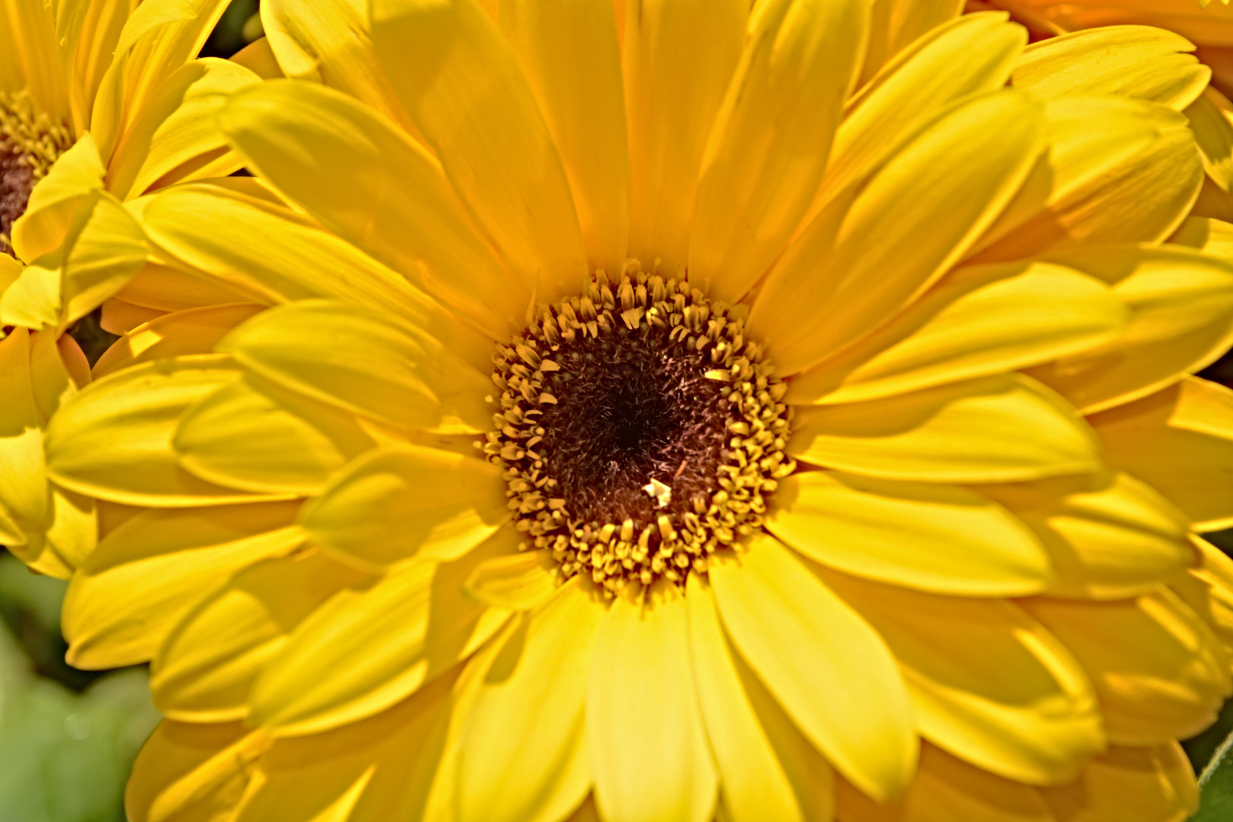 Bright yellow daisy petals radiate from a dark brown center, filling the frame