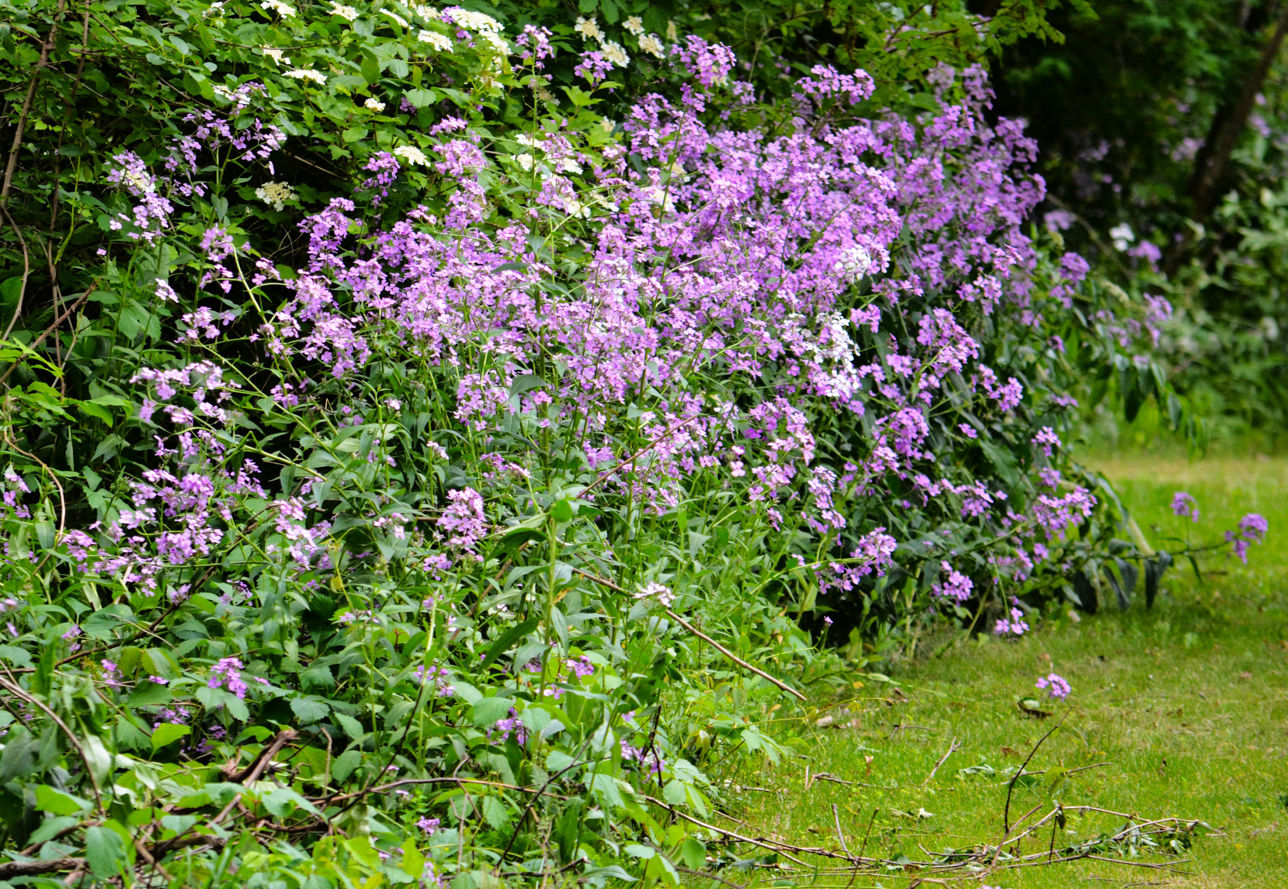 Wild purple phlox flowers cascading along a green hedge with grass in foreground