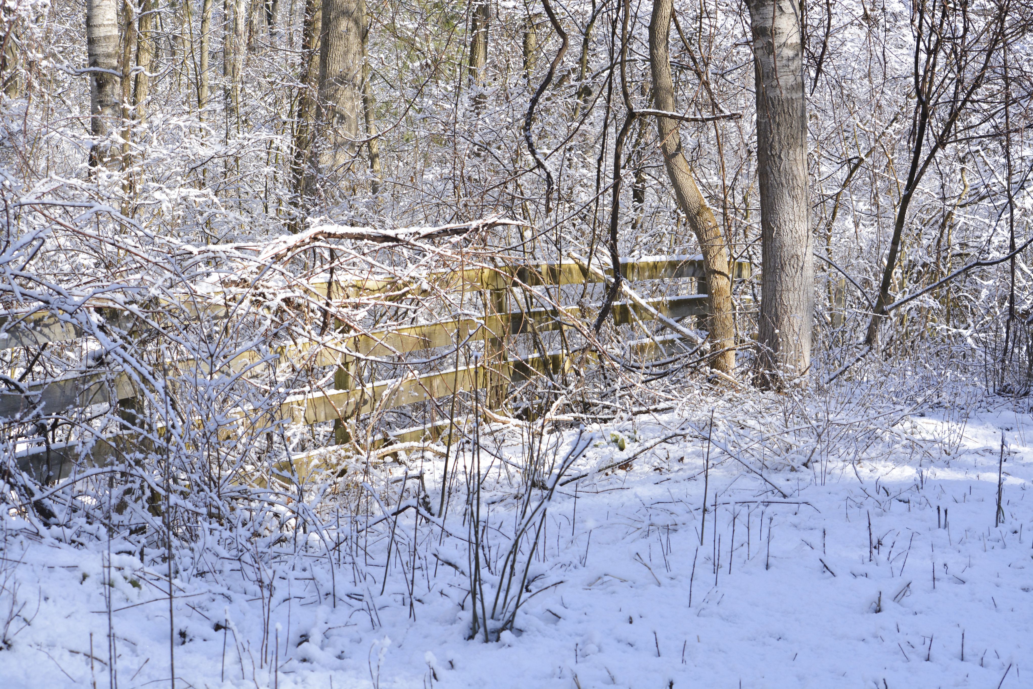 Snow-covered woods with a wooden split-rail fence buried under branches and fresh snow