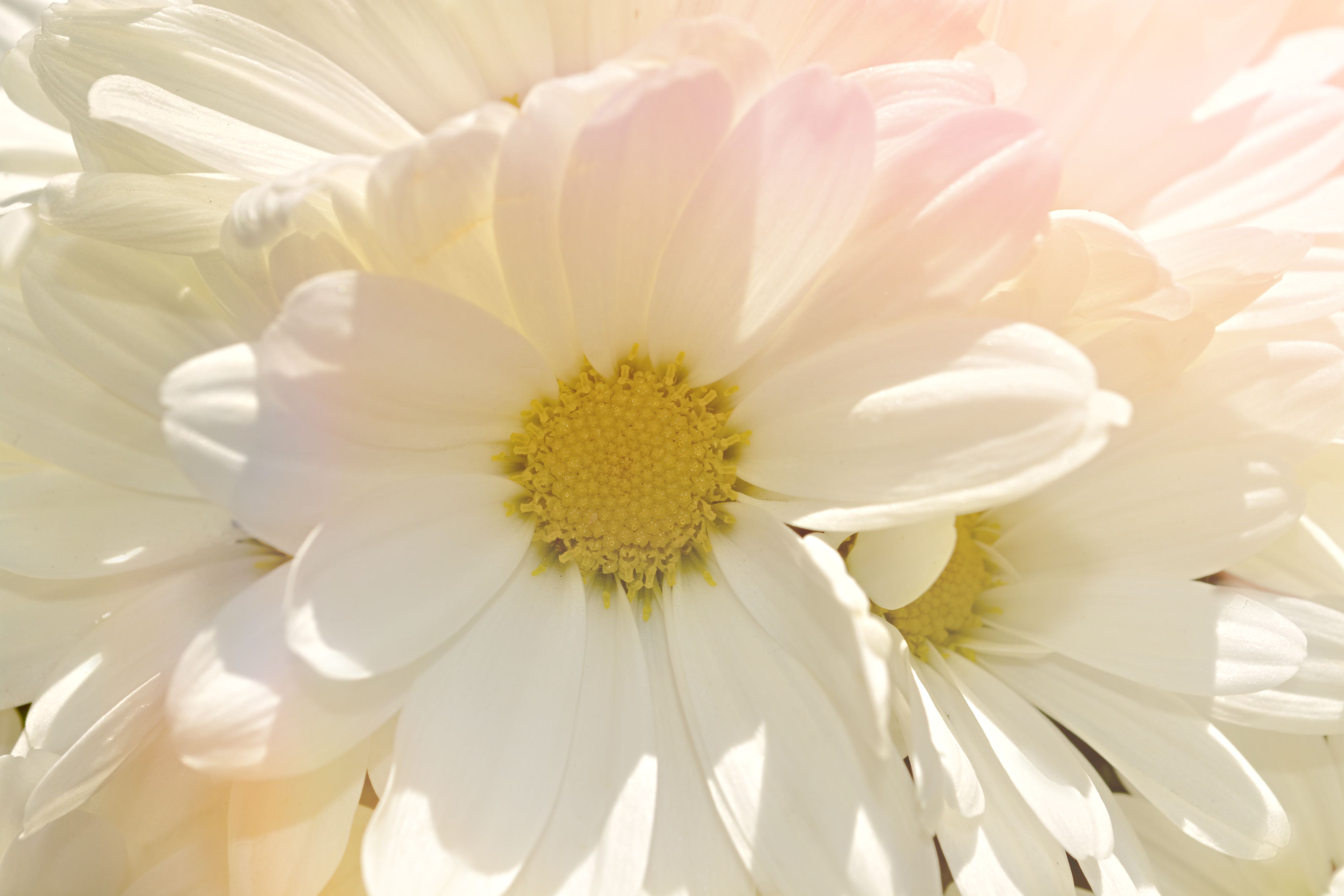 Layered white and blush daisy petals glow around golden centers in soft warm light