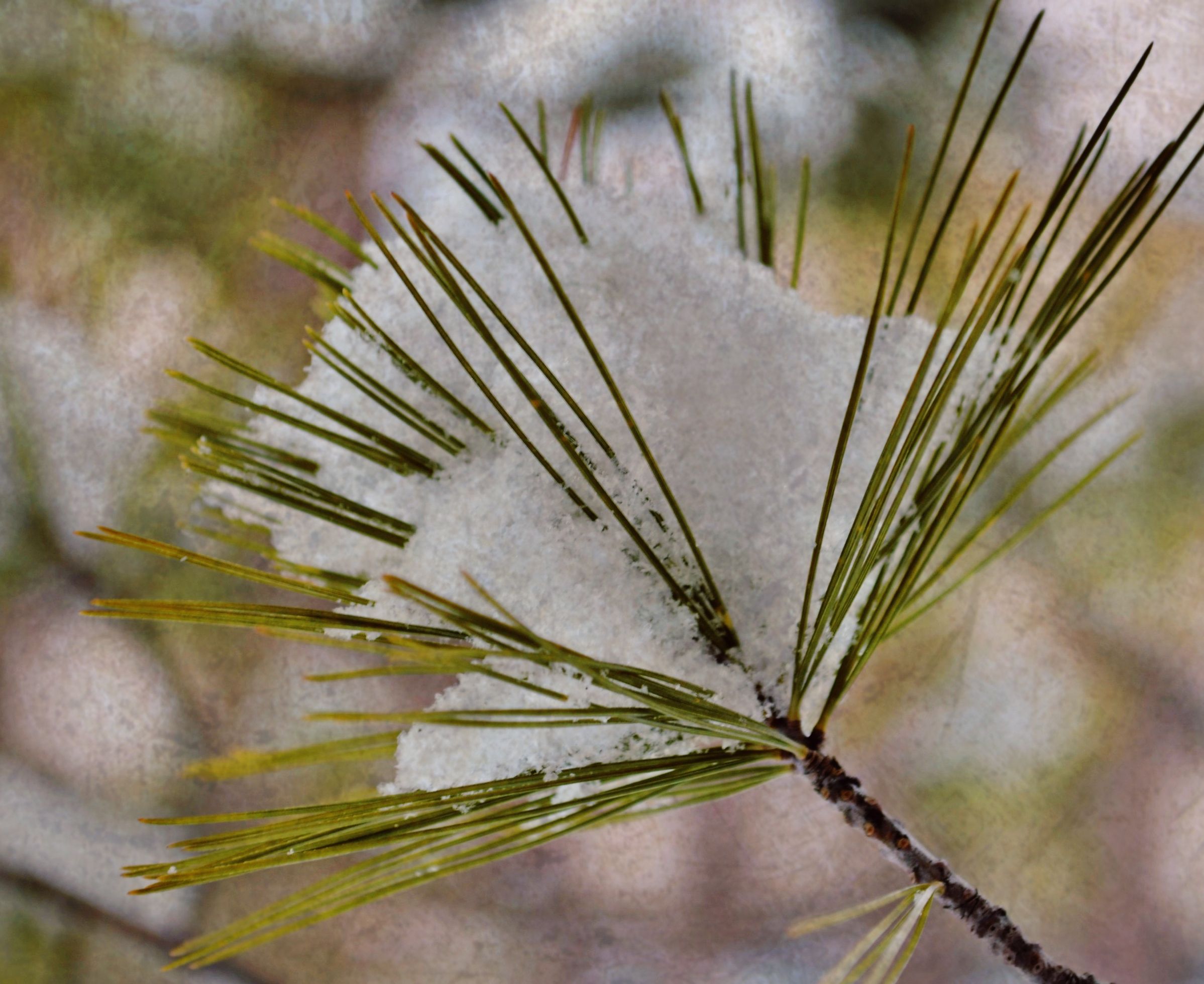 Green pine needles fan out from a branch under a patch of clinging snow, soft blurred backdrop