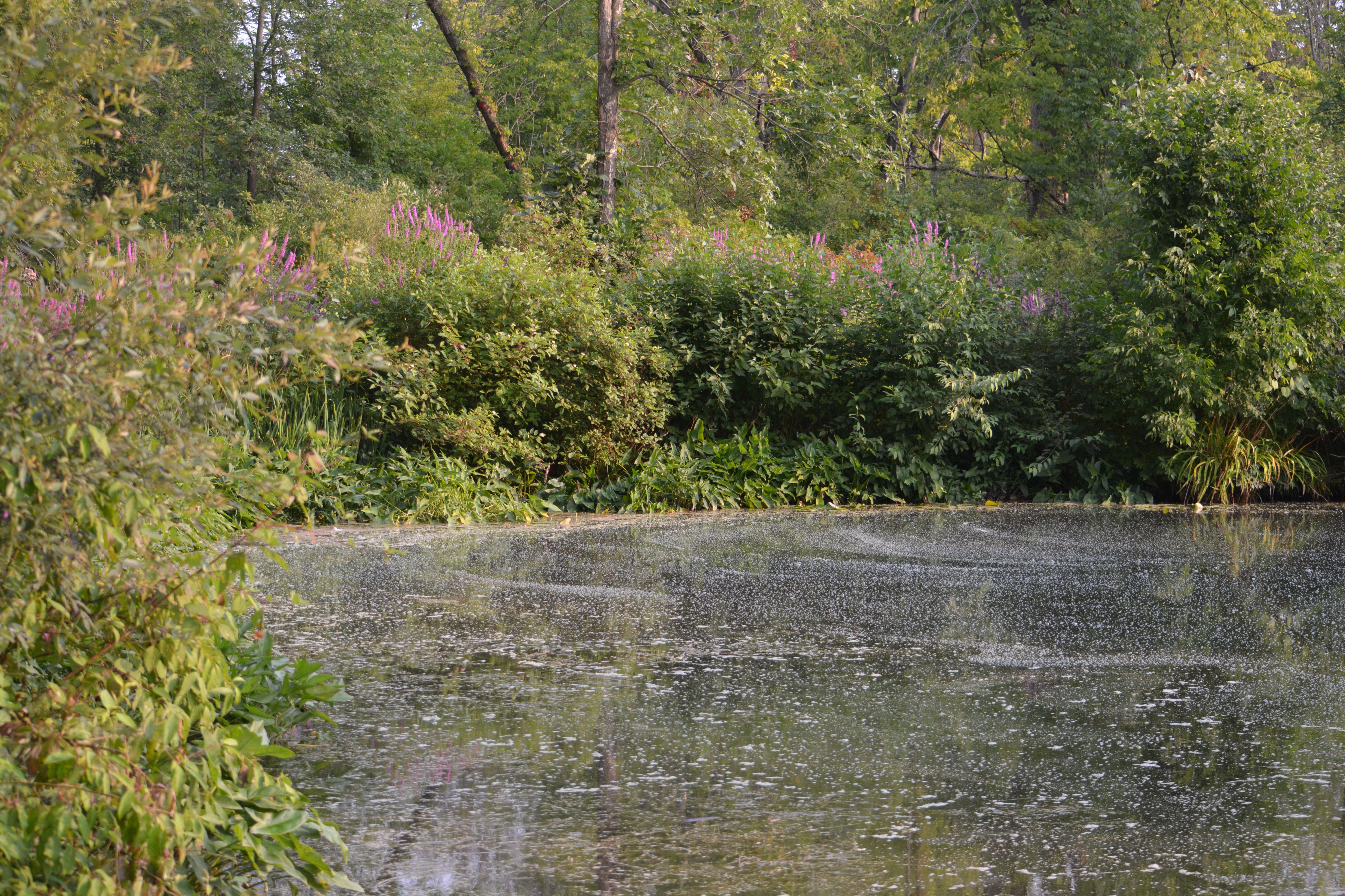 Sunlit pond edged with pink loosestrife and green shrubs, light sparkling on water