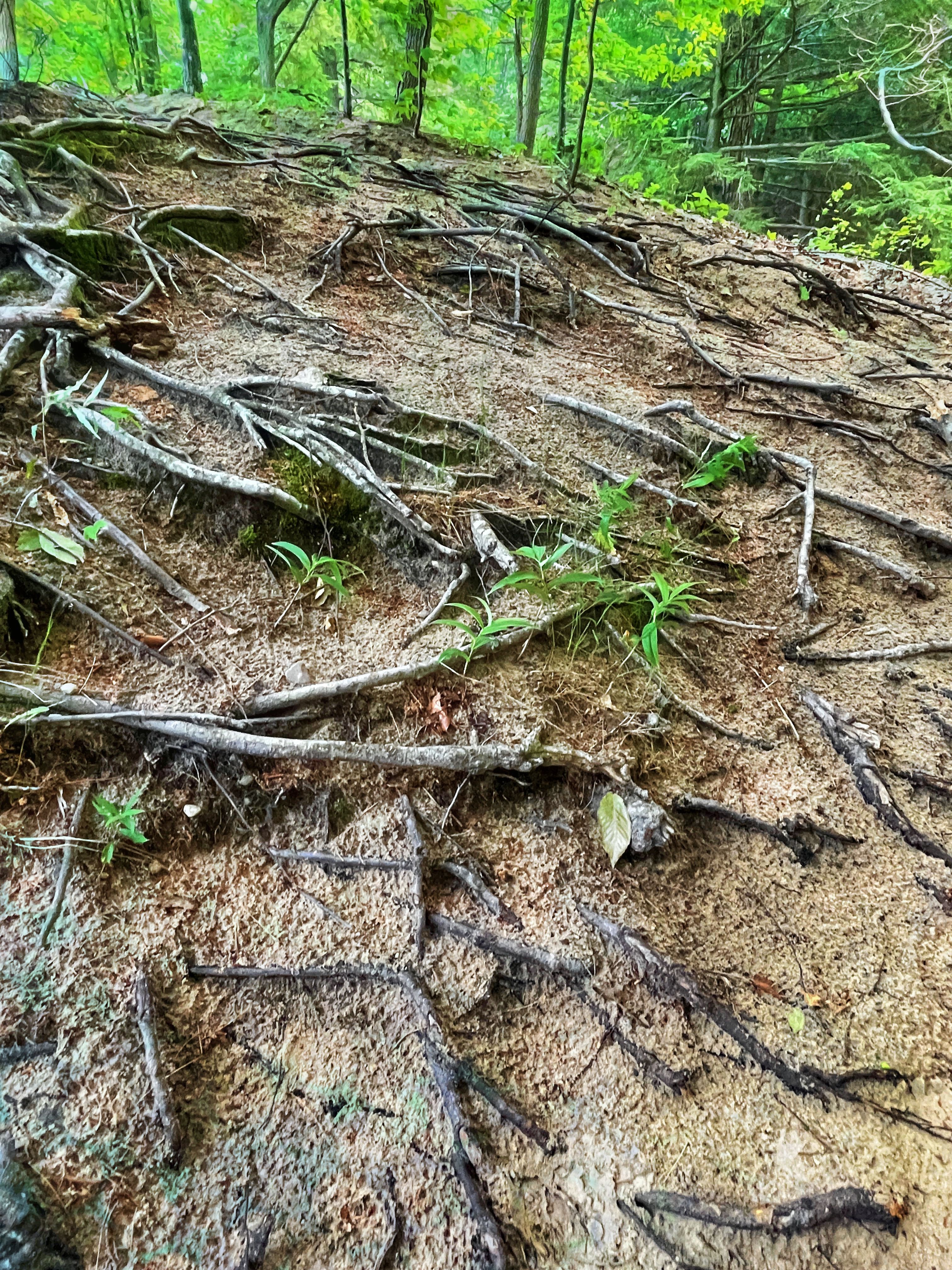 Exposed tangle of pale tree roots crosses a bare forest slope with small green sprouts pushing through