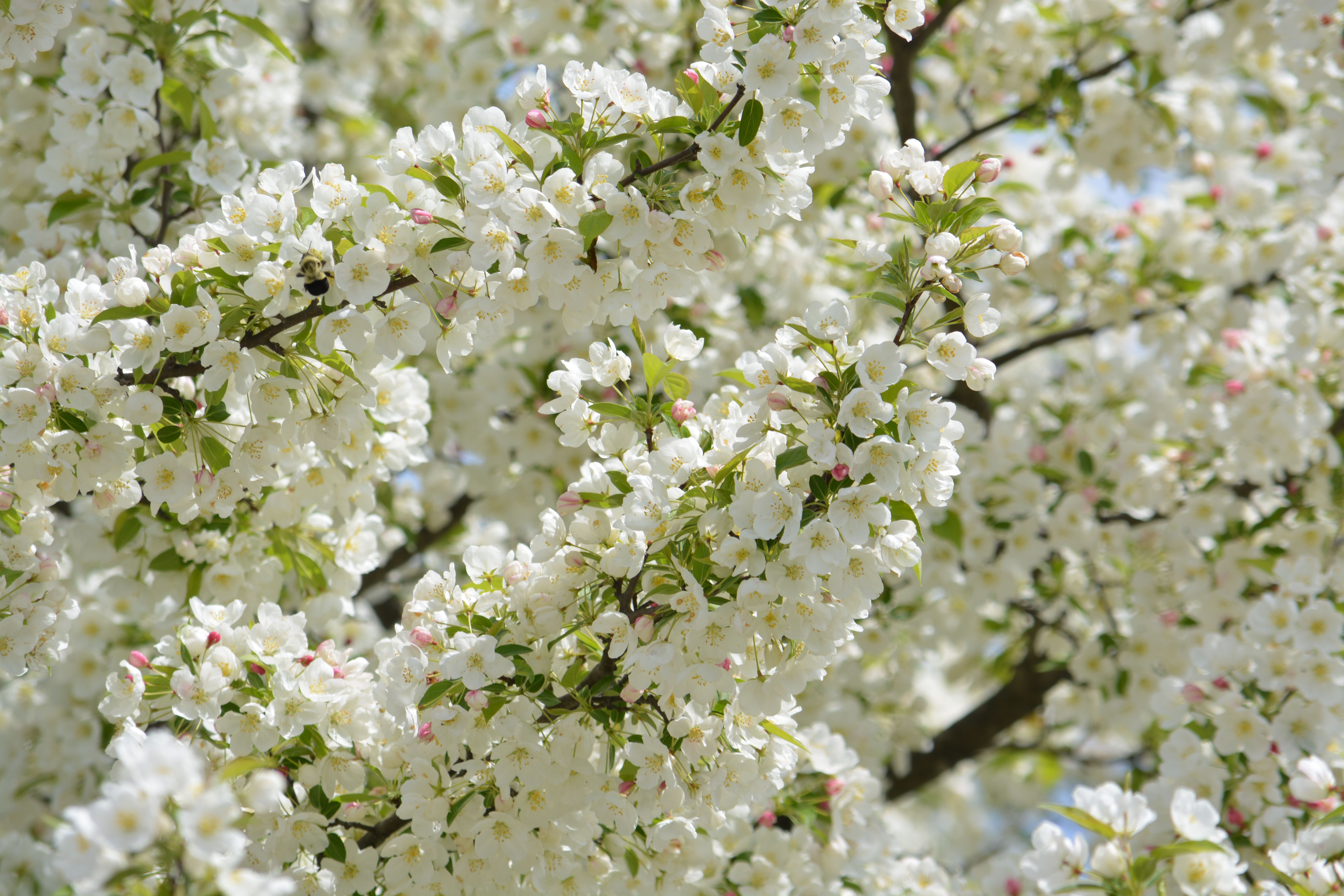 Dense white spring blossoms cover a tree, a bumblebee working one cluster in bright sunlight