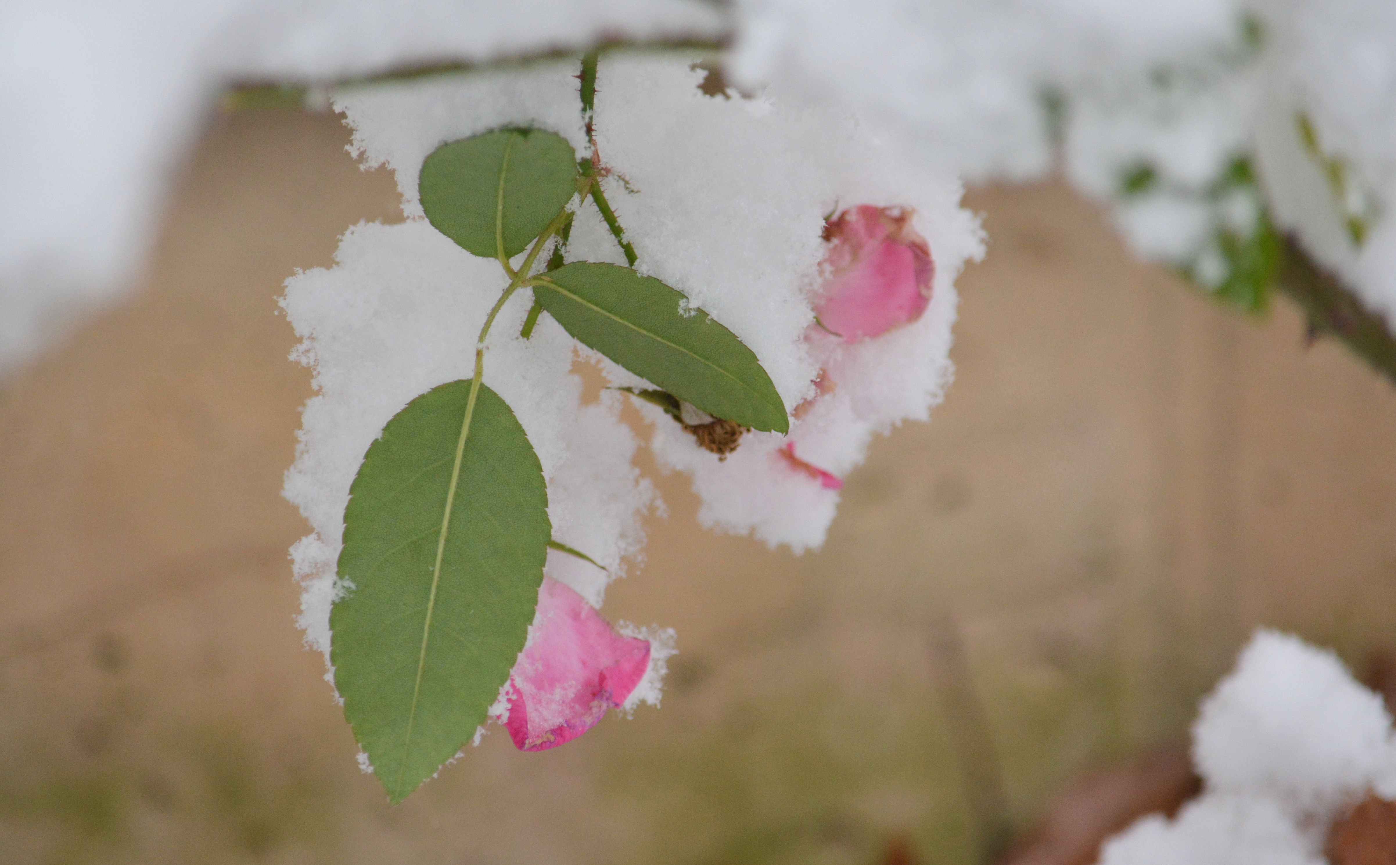 Snow-dusted green leaves and a pink rose bloom, fresh snow clinging to the petals
