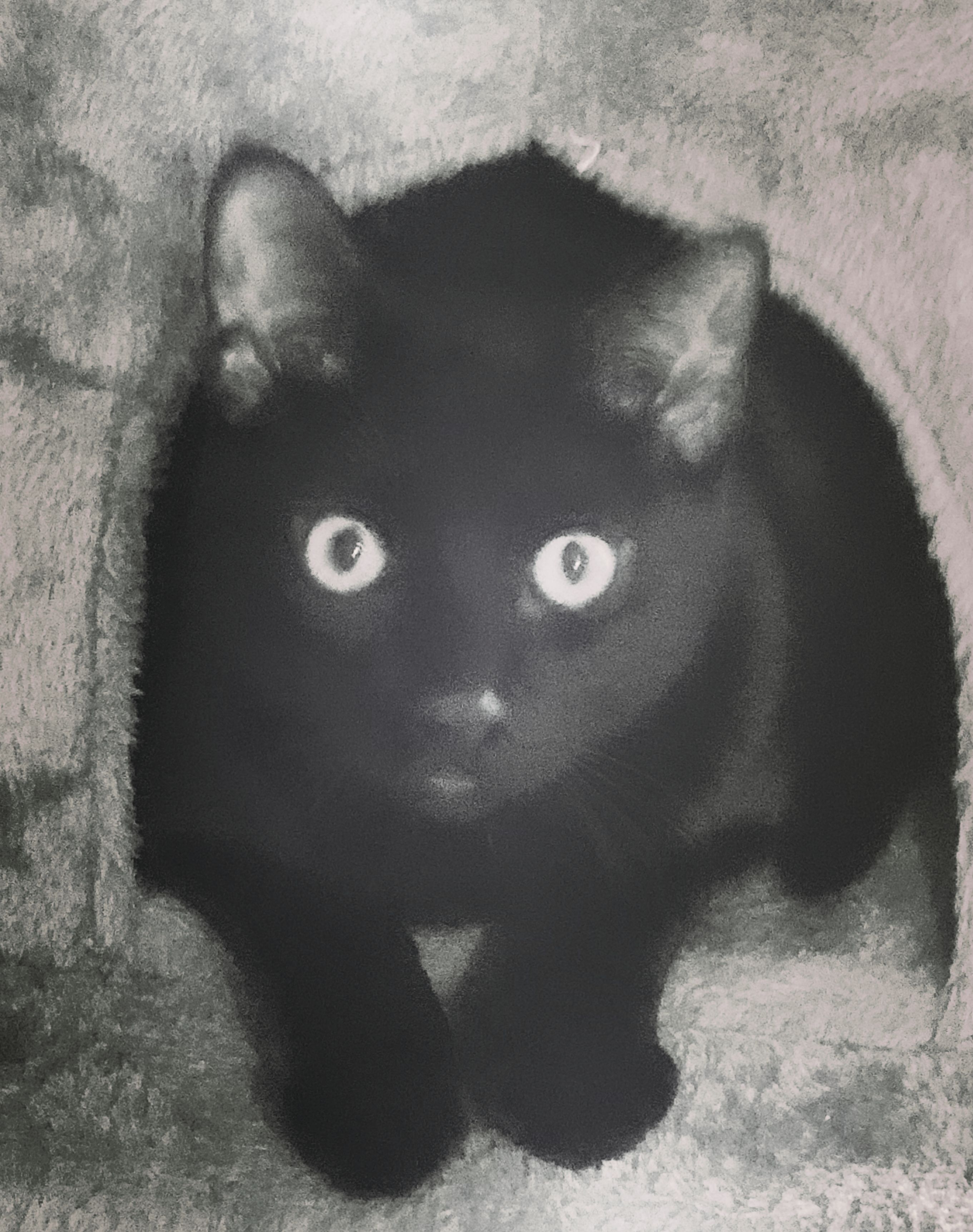 Black cat's face in tight close-up, large reflective eyes, soft blurred fur