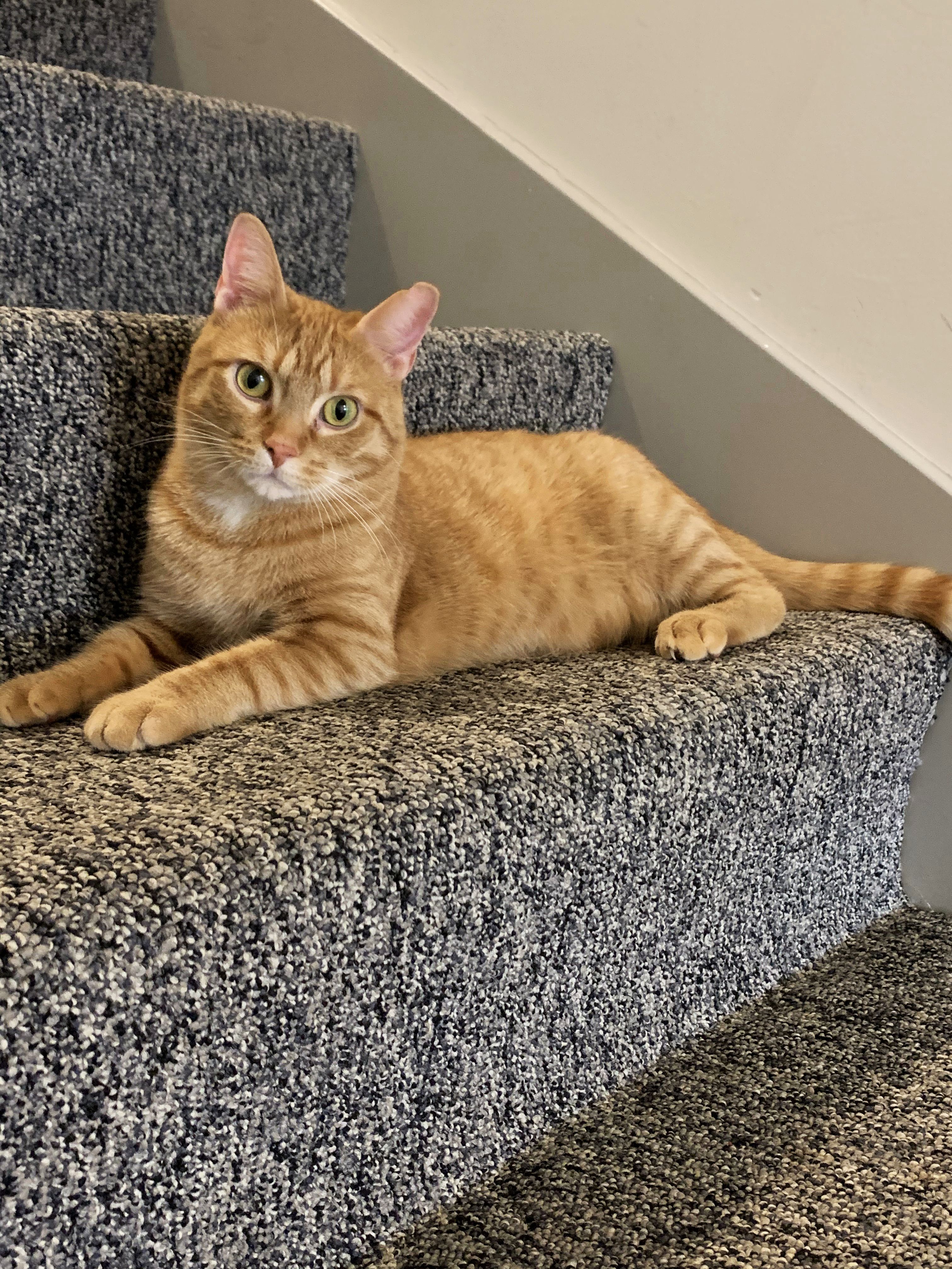 Orange tabby cat reclines on gray carpeted stairs, green eyes fixed on the camera