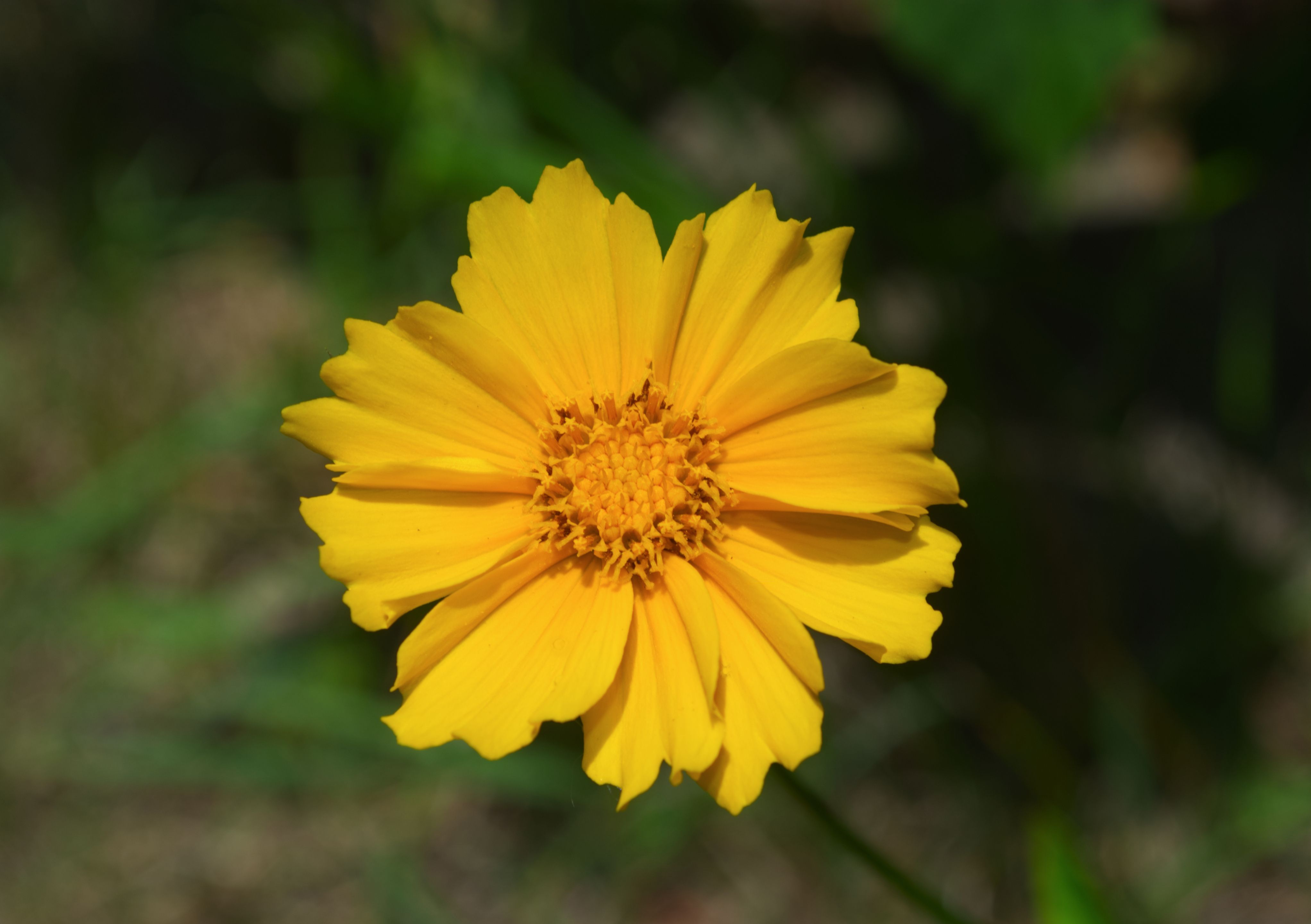 A single yellow coreopsis flower with a dark center stands against soft green bokeh