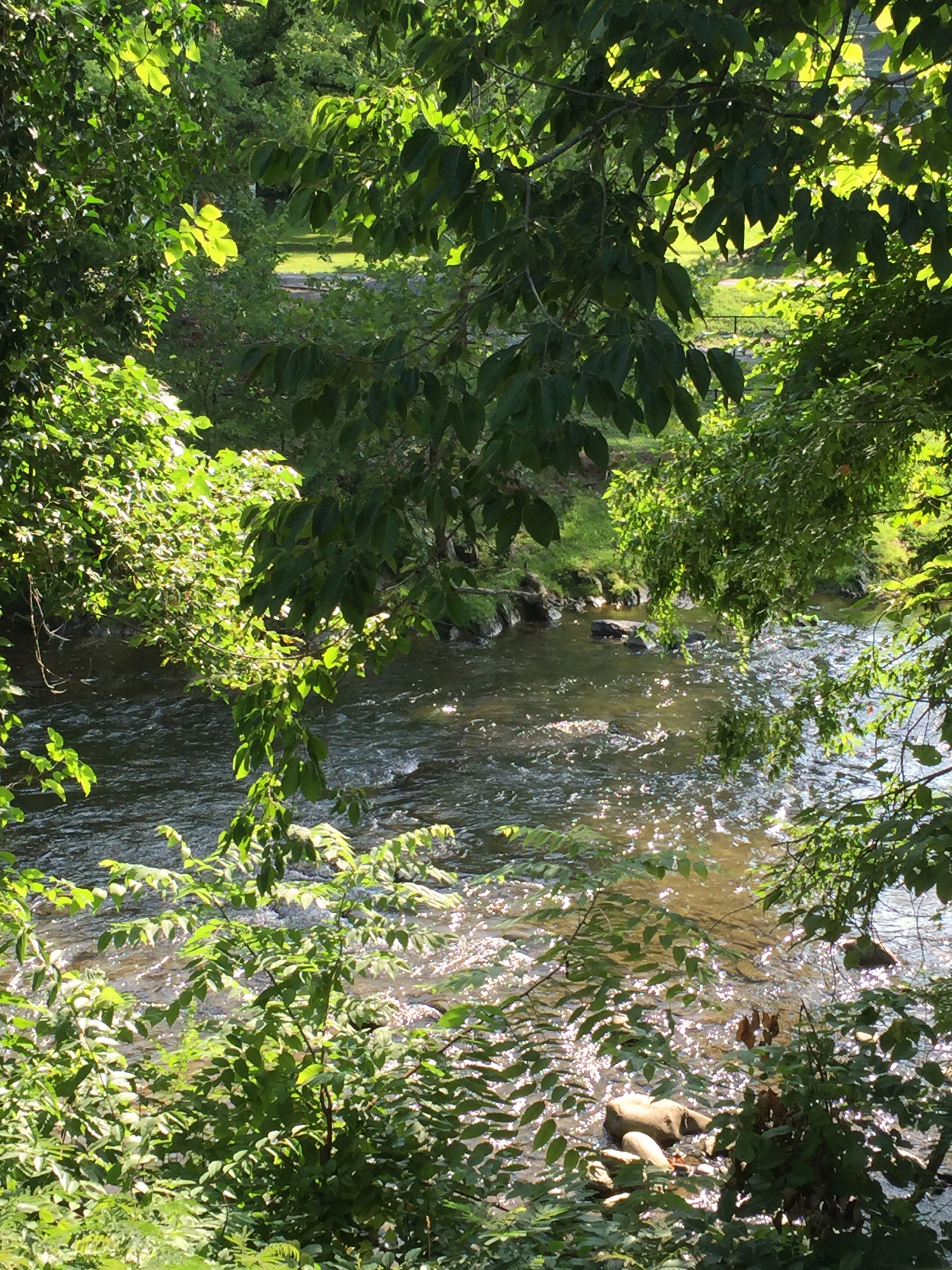 Sunlit stream glimpsed through hanging green leaves, water sparkling over scattered rocks
