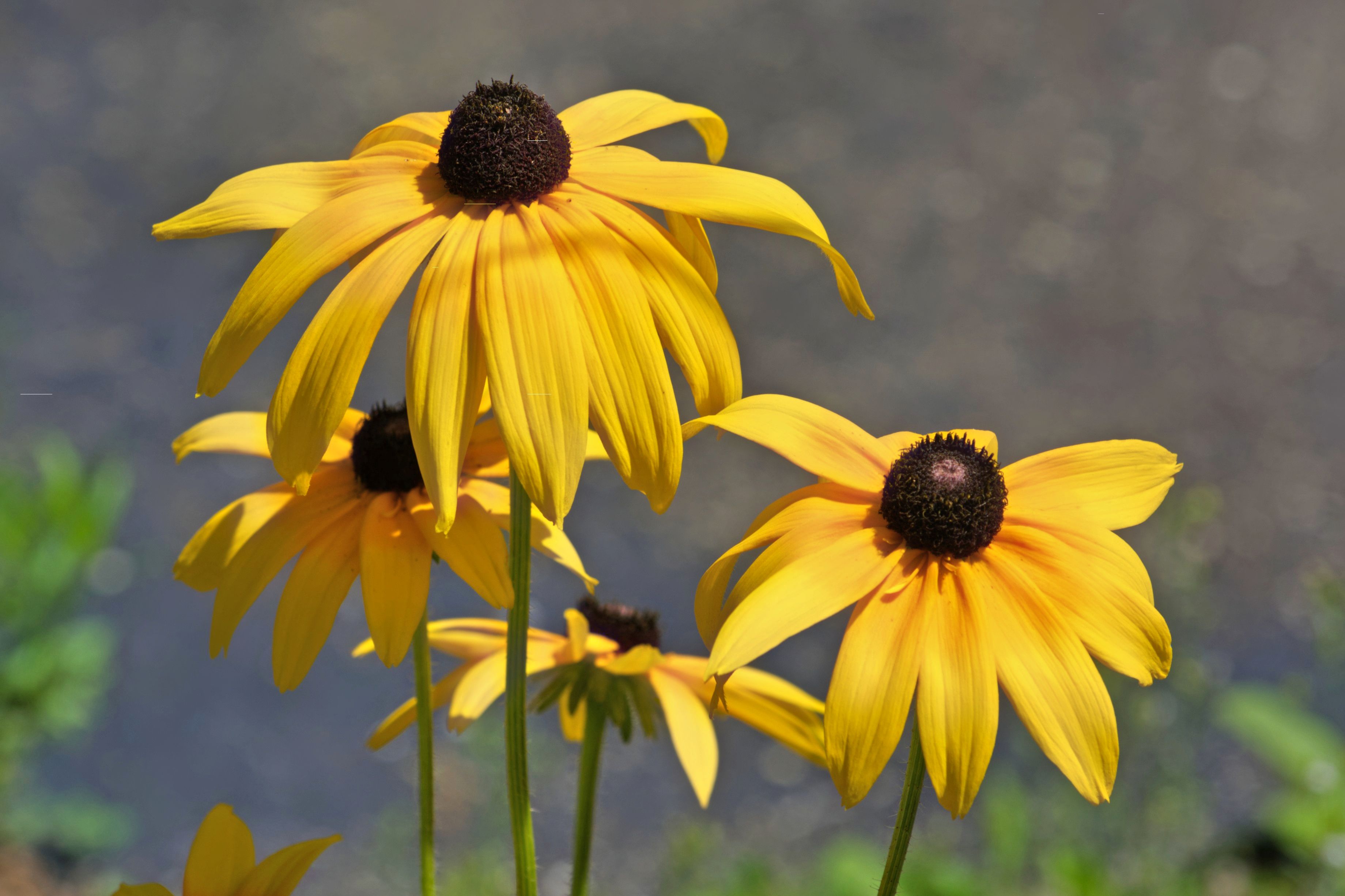 Small Yellow Flowers