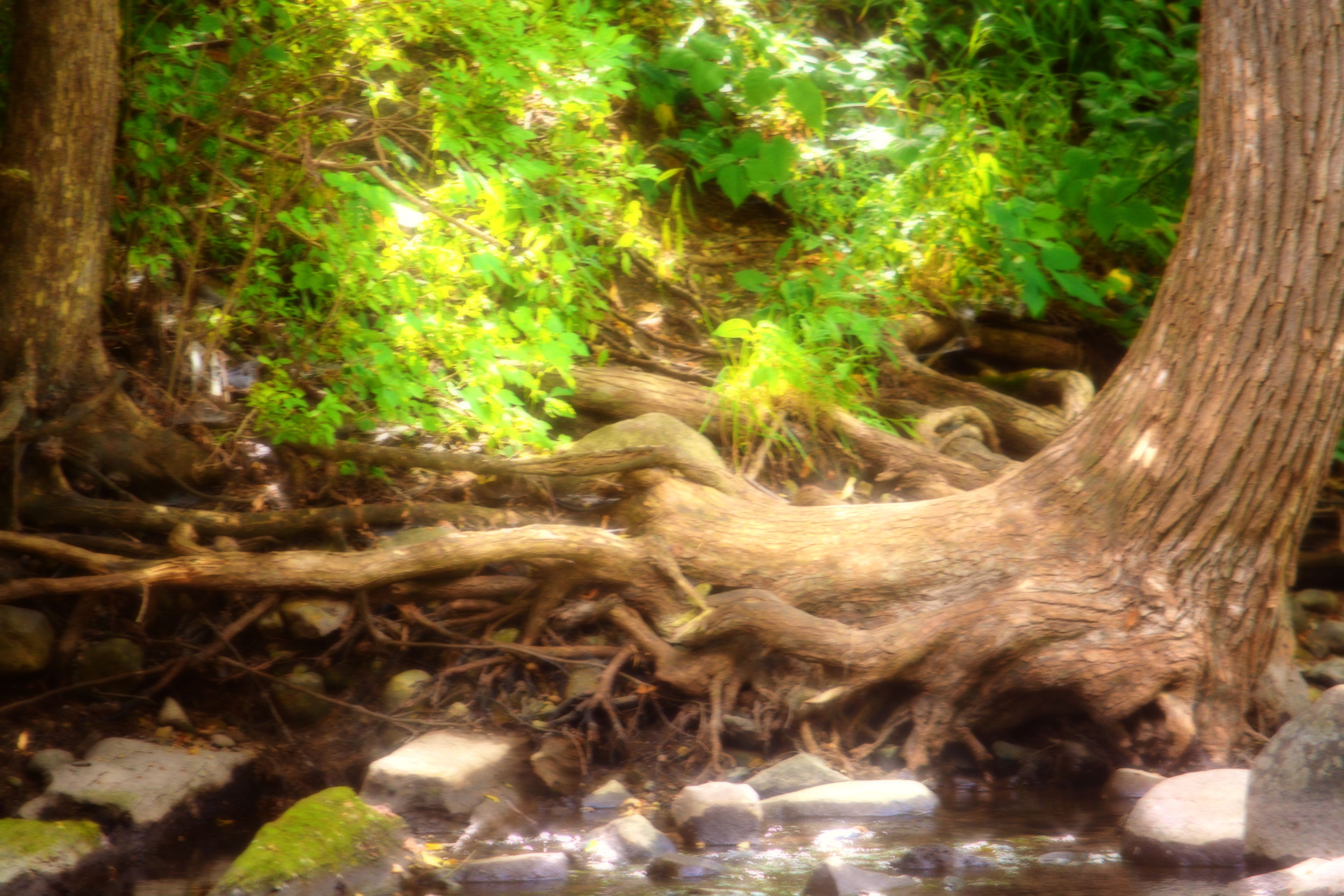 Gnarled tree roots sprawl across a sunlit streambed, warm golden light glowing through bark