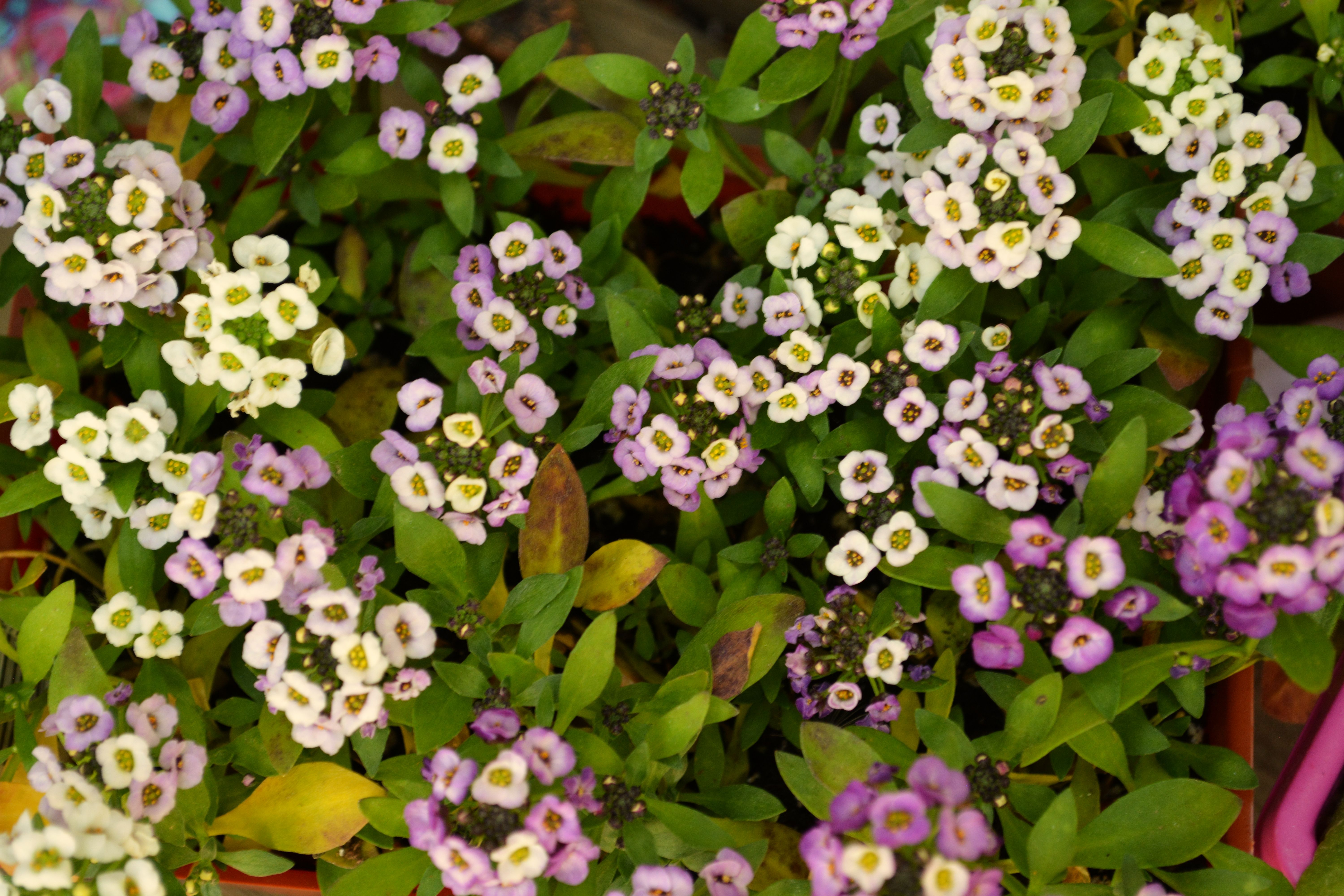 Carpet of tiny white and purple sweet alyssum blossoms crowding among green leaves