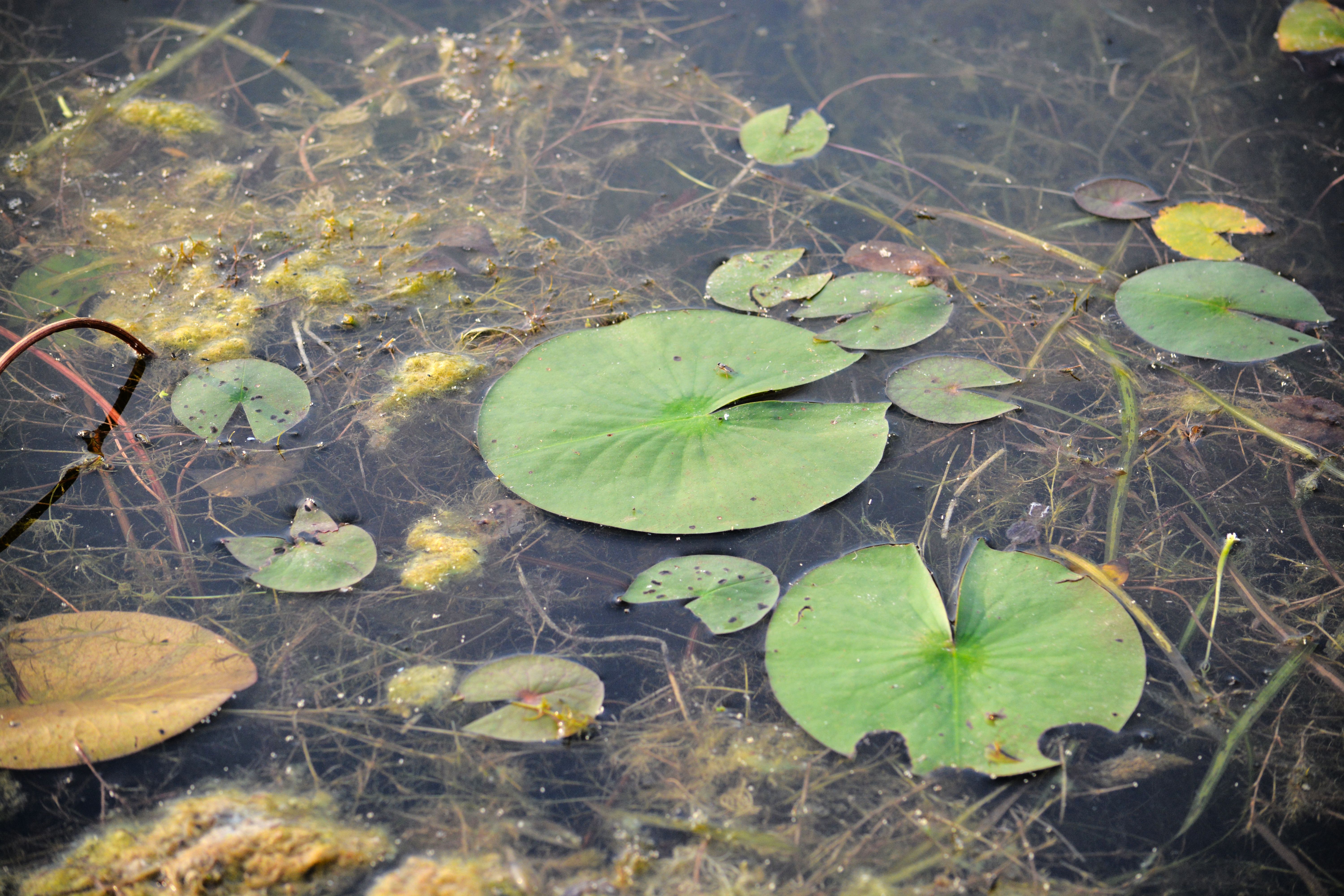 Lily pads and algae scattered across a still, murky pond surface