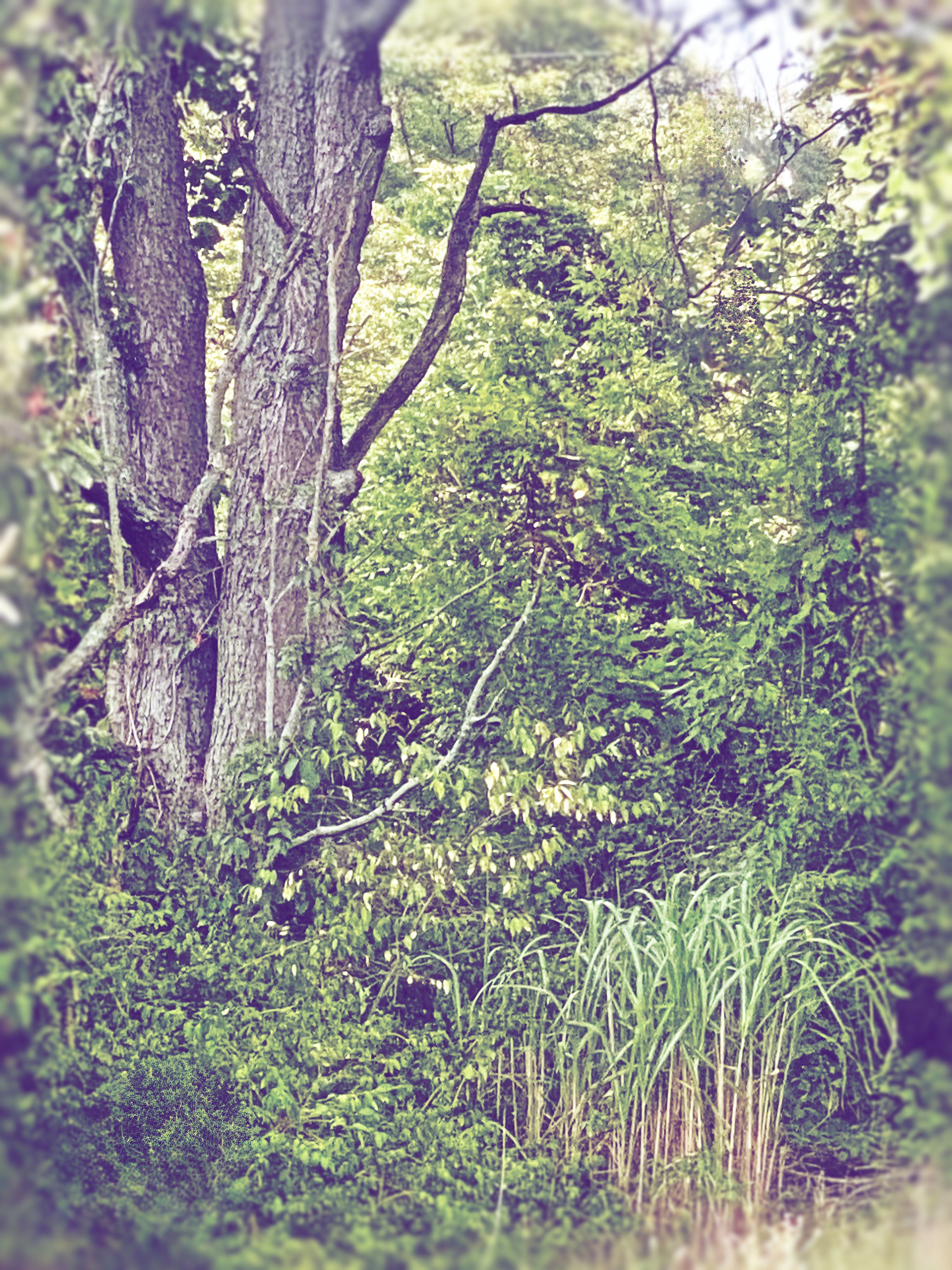 Vintage-toned view of twin tree trunks laced with ivy beside tall grass, soft vignette