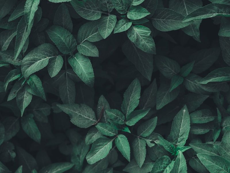 Eco-Friendly Corporate Gifts gallery 2