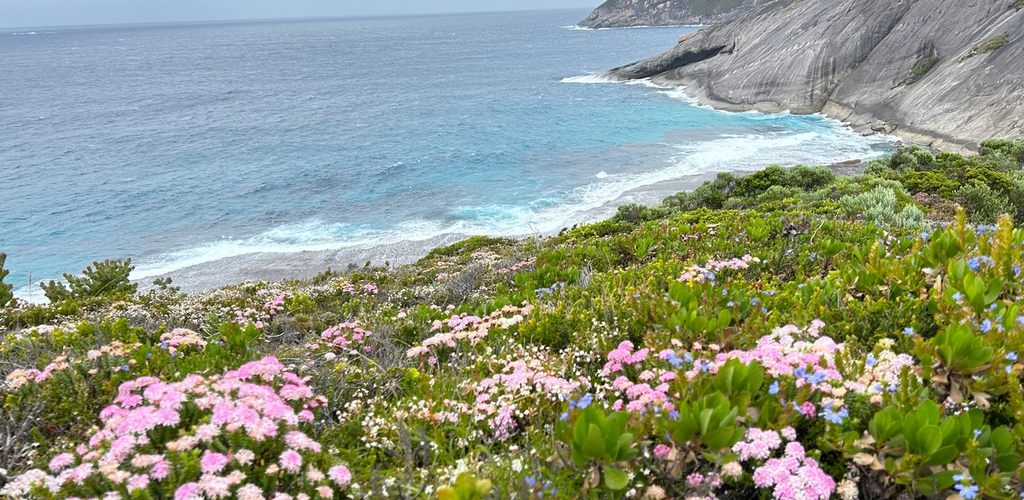Wildflowers and Mountains on the Bald Head Trail