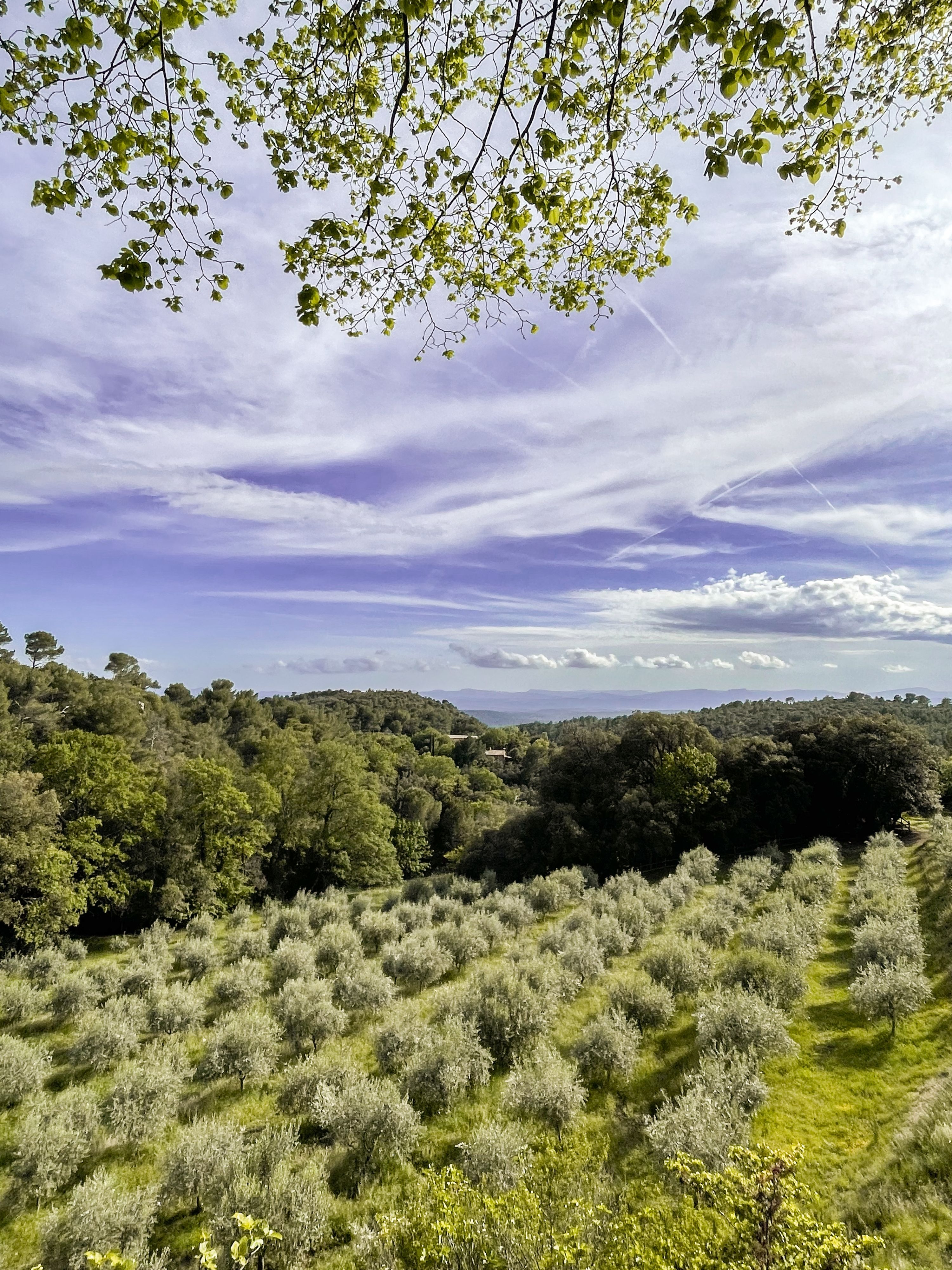 Olive trees in Domaine de la Baume in Provence