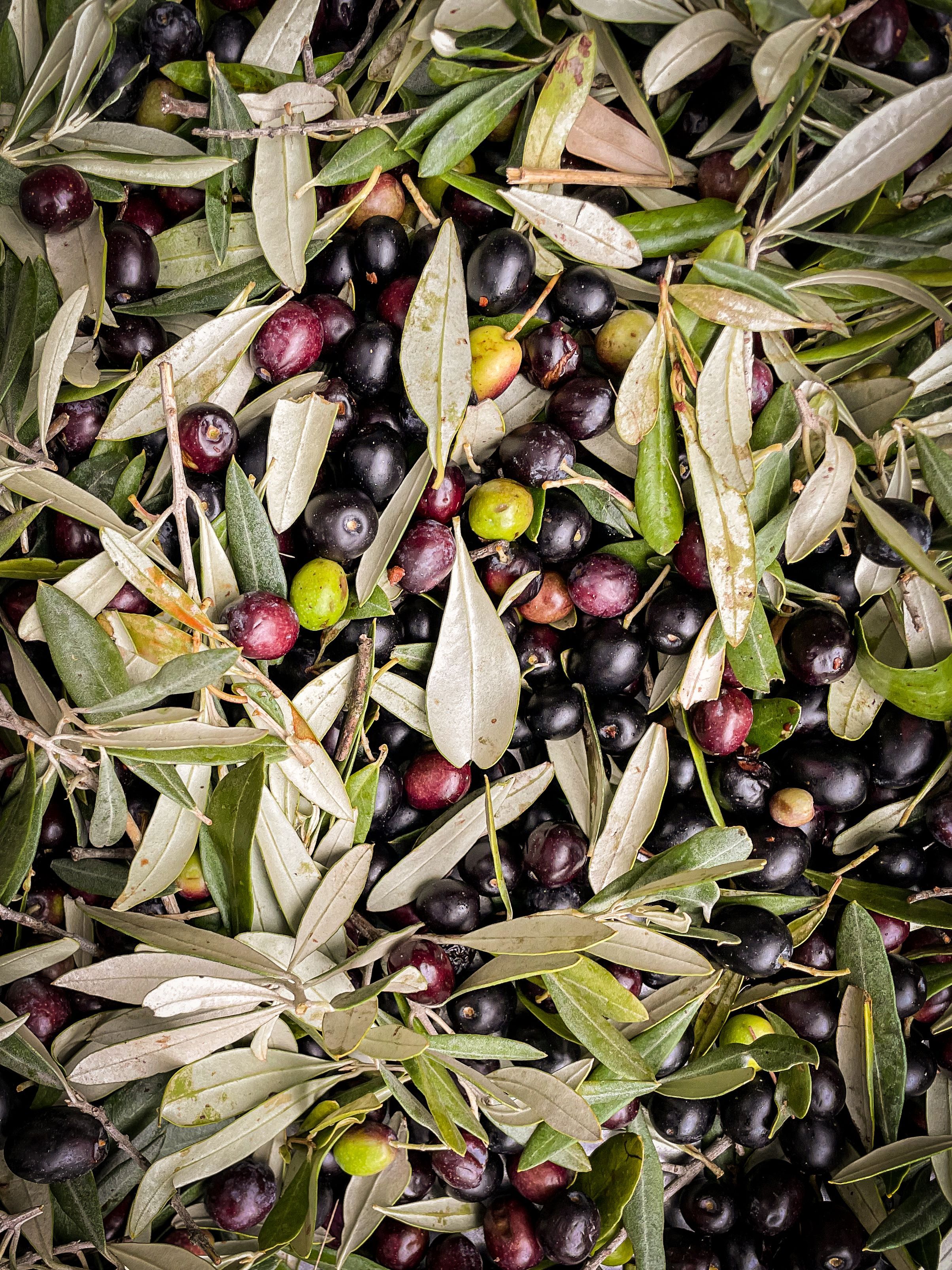 Olives des oliviers centenaires - Domaine de la Baume en Provence