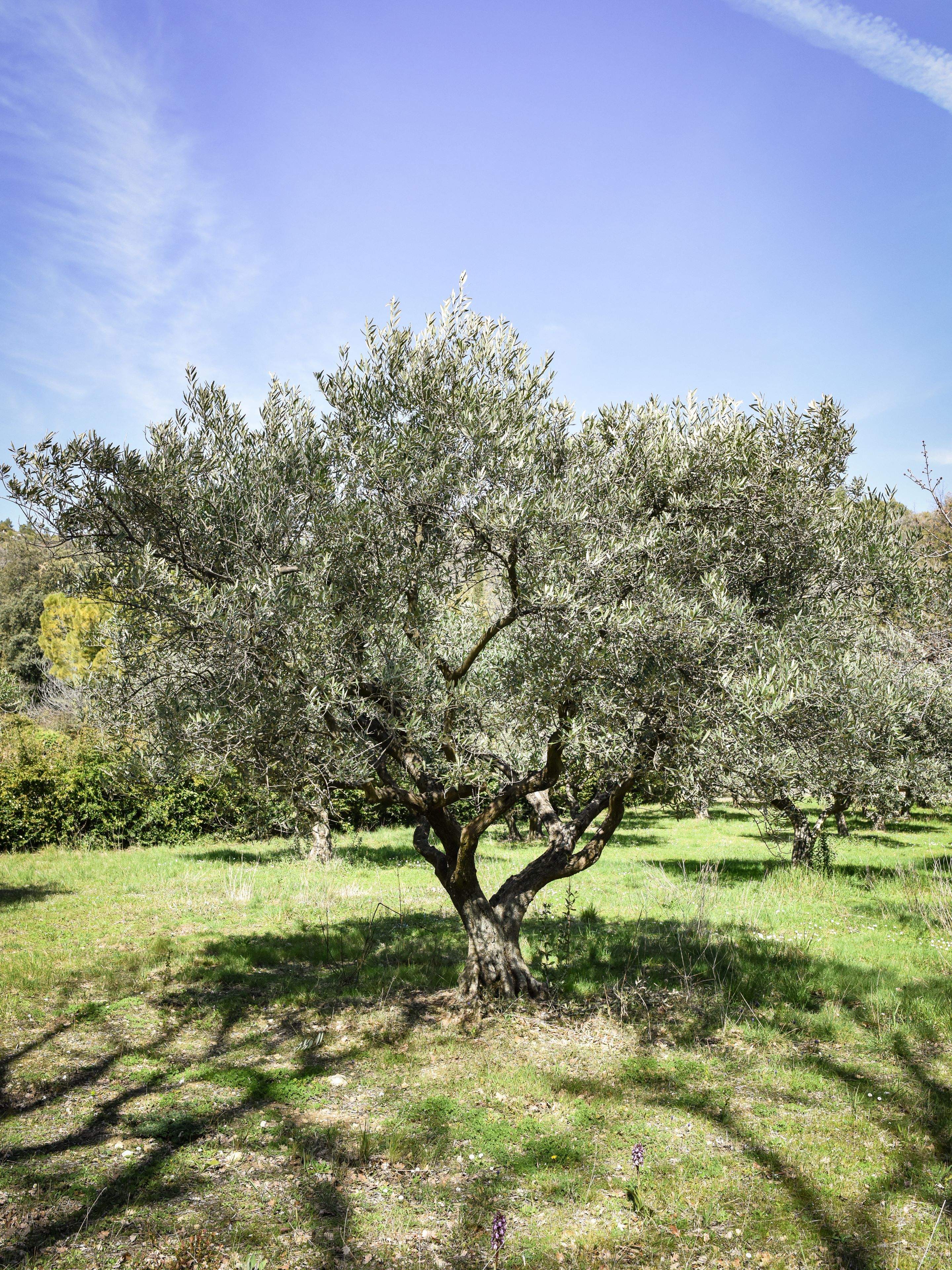 Olive tree in Domaine de la Baume in Provence