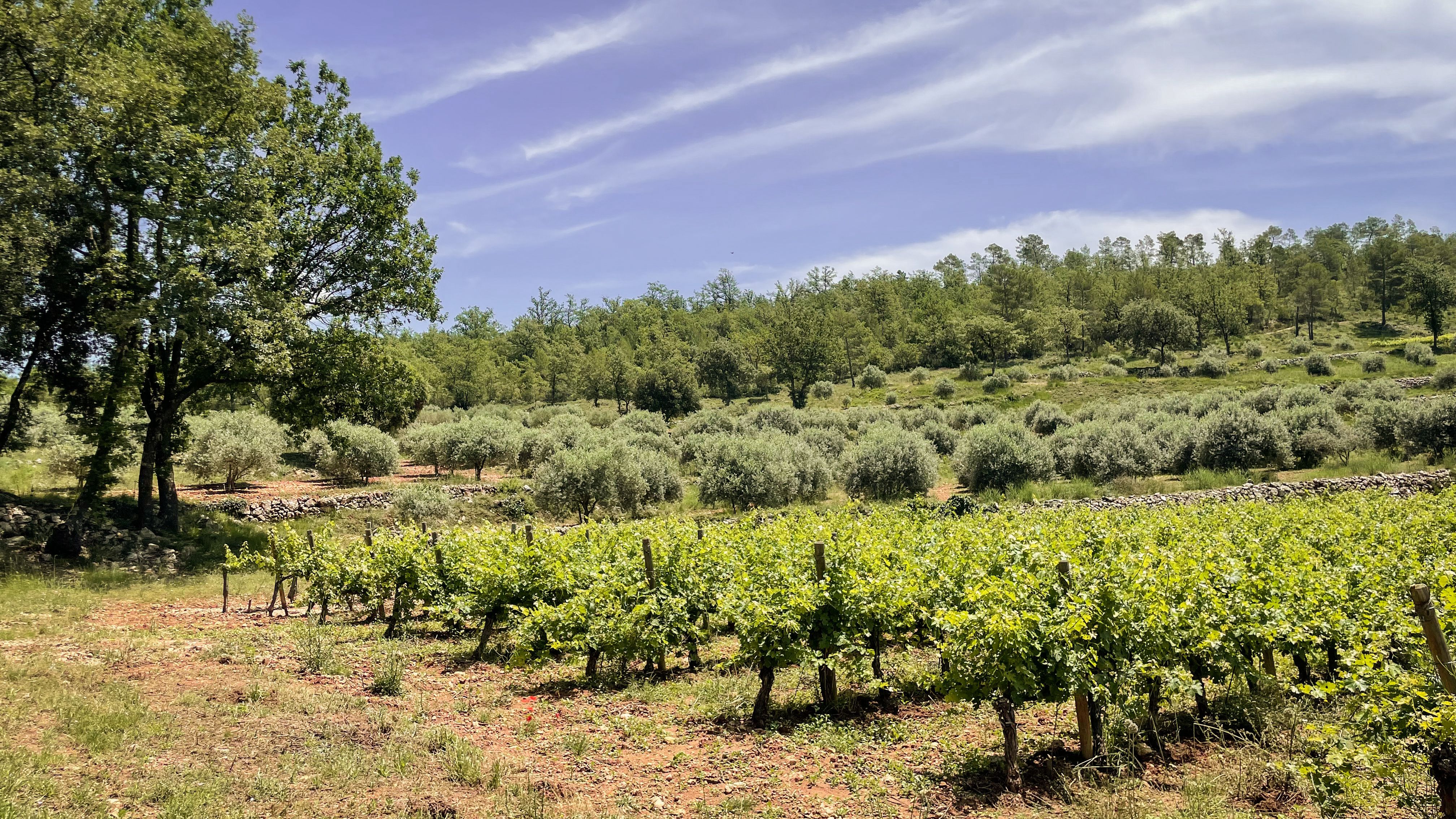 Exceptional vineyard Chateau Mira Luna in Provence