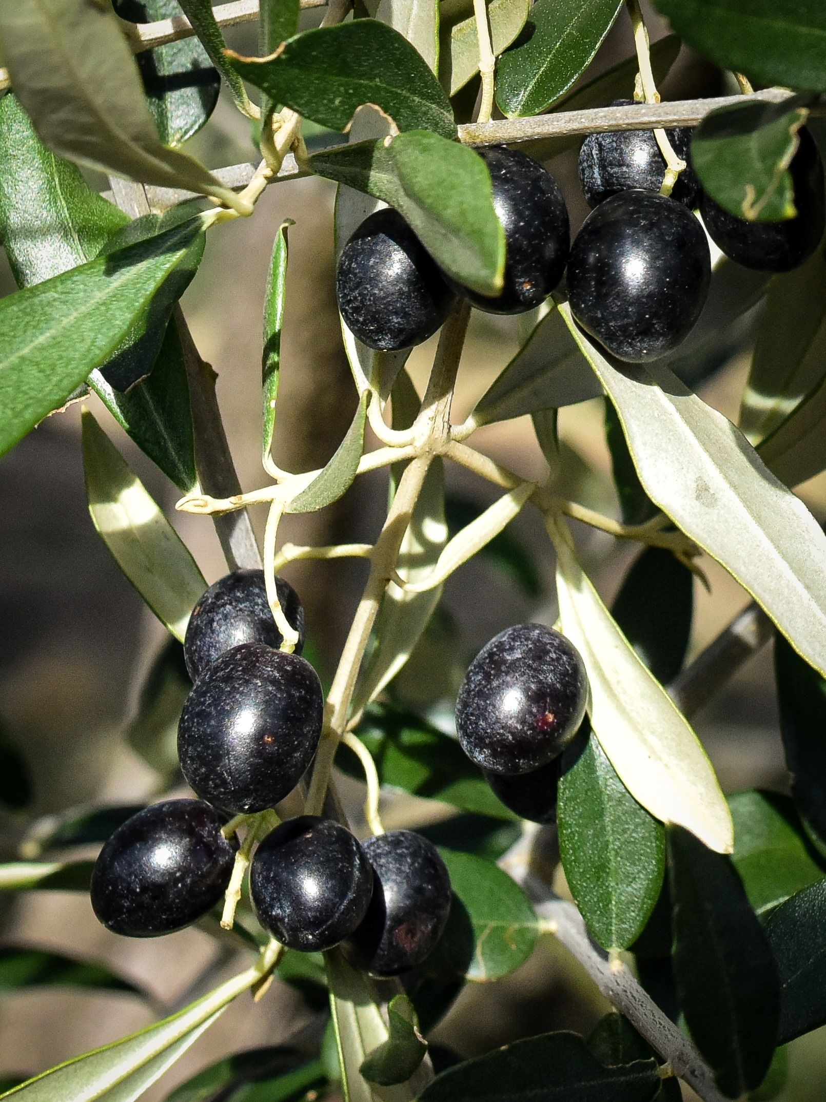 Huile d'olive bio de Provence Les Centenaires Mira Luna