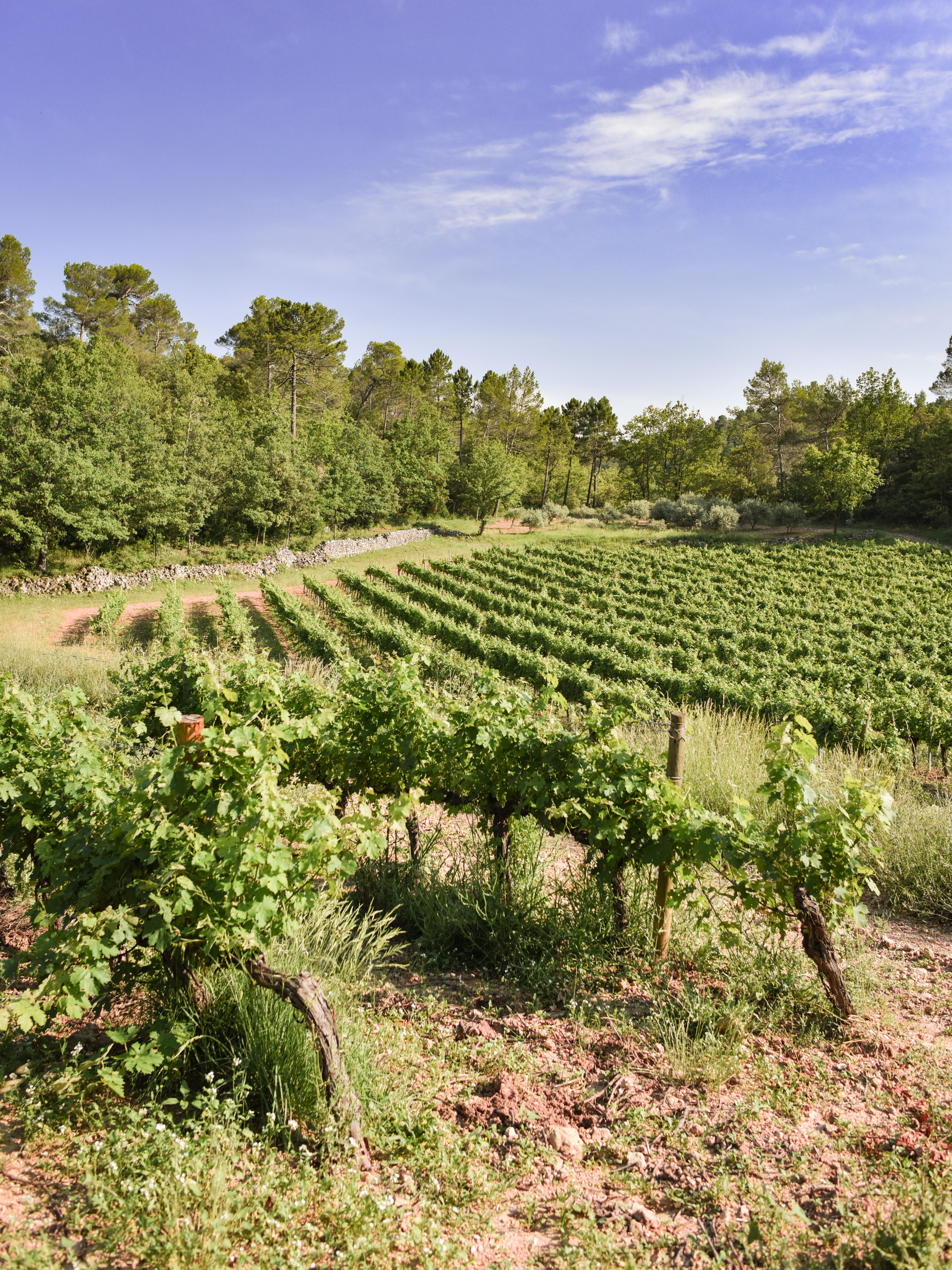 Exceptional vineyard Chateau Mira Luna in Provence